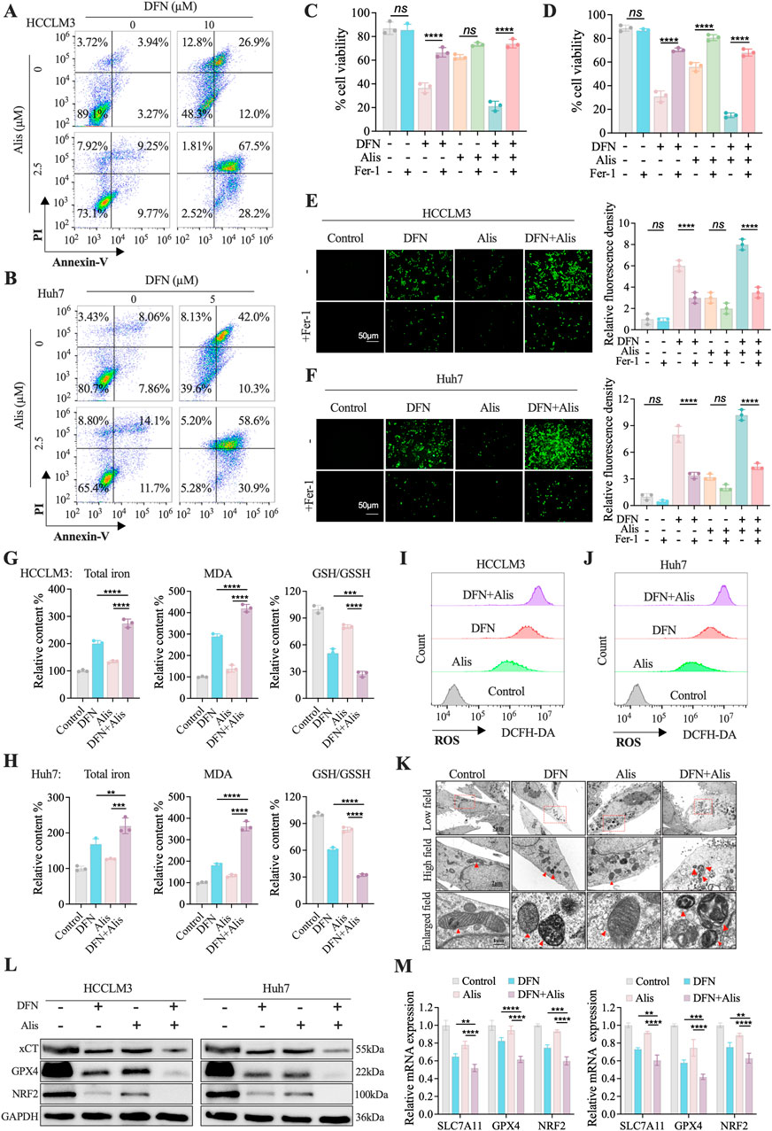 Scientific image comprising several panels displaying experimental data from two cell lines, HCCLM3 and Huh7. Panels A and B show flow cytometry plots indicating apoptosis with Annexin-V and PI staining for treatments with different concentrations of DFN and Alis. Panels C and D exhibit bar charts of cell viability under various treatment conditions. Panels E and F present fluorescence microscopy images revealing oxidative stress with relative fluorescence density quantified. Panels G and H depict bar graphs for total iron, MDA, and GSH/GSSH contents. Panels I and J illustrate histograms for ROS levels. Panel K features electron microscopy images of cellular ultrastructure. Panel L displays Western blot results for protein expression. Panel M shows bar charts for relative mRNA expression levels.