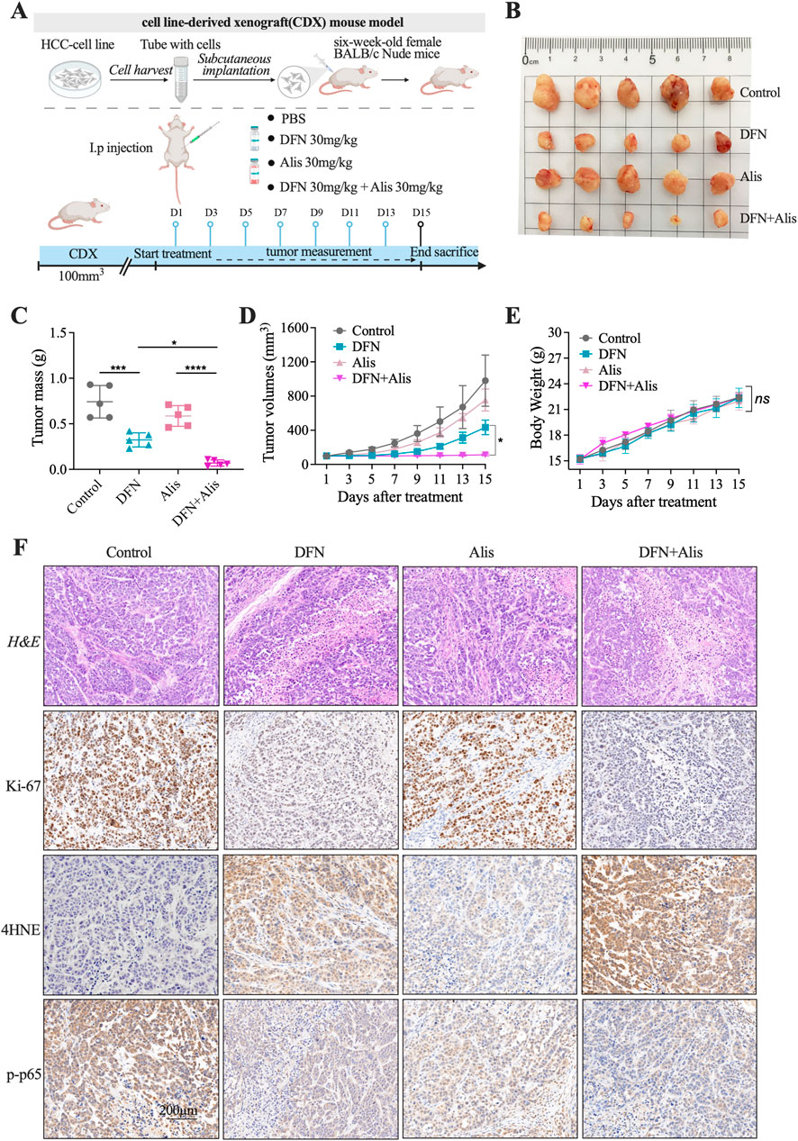 Diagram and charts depicting a cell line-derived xenograft mouse model with treatments, tumor growth, and body weight data. Panel A shows the experimental setup. Panel B displays tumors of varying sizes from different treatment groups. Panel C is a bar graph of tumor mass, while Panel D illustrates tumor volume growth over time. Panel E is a line graph of body weight changes. Panel F presents histological images with H&E staining and markers Ki-67, 4HNE, and p-p65 across treatment conditions. Control, DFN, Alis, and DFN+Alis groups are compared.