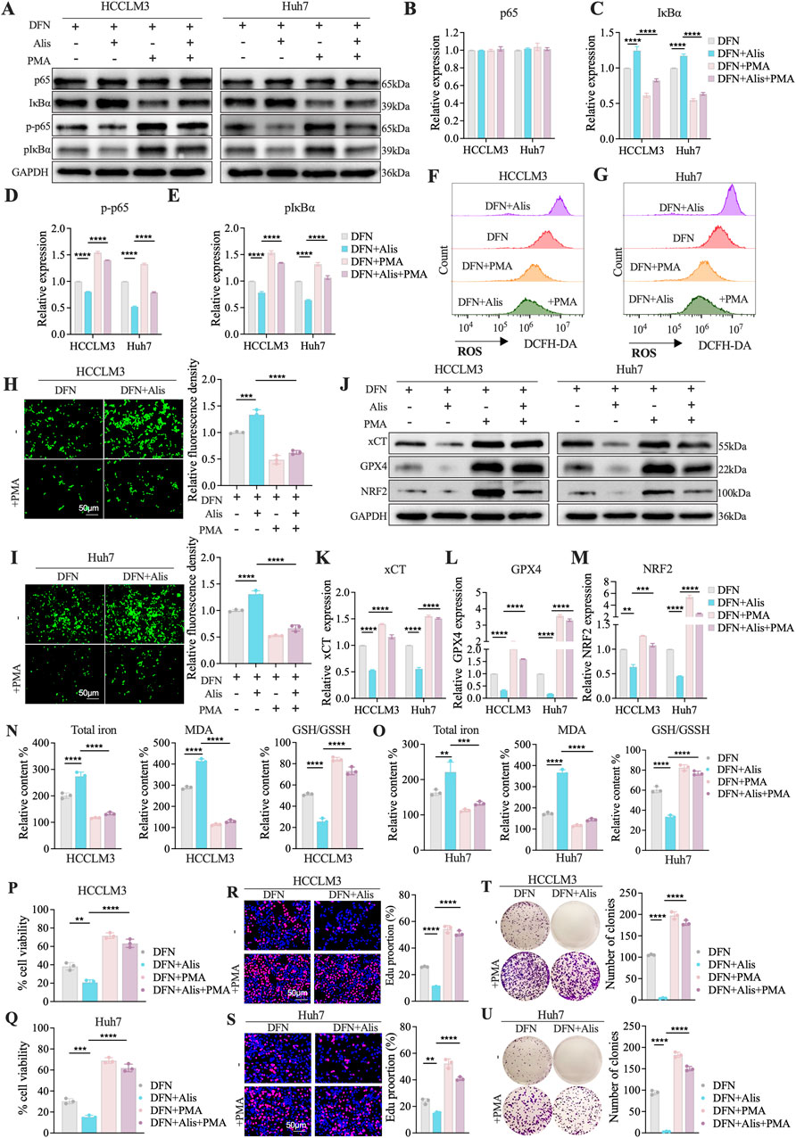 Scientific illustration showing multiple panels of experimental data on liver cancer cell lines HCCLM3 and Huh7. Panels A and J display Western blot results for proteins including p65, IκBα, and xCT. Panels B to E and K to M depict bar graphs for relative expression levels of these proteins. Panels F and G show flow cytometry results for reactive oxygen species (ROS). Panels H and I display fluorescence images highlighting oxidative stress. Panels N and O present bar graphs for total iron, MDA, and GSH/GSSH content. Panels P to U include bar graphs and images of cell viability, proliferation, and colony formation. Each panel highlights differences among treatment groups: DFN, DFN + Alis, DFN + PMA, and DFN + Alis + PMA. Scale bars are noted where relevant.