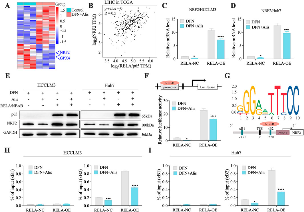 A composite image of scientific figures illustrates various data analyses. Panel A is a heatmap showing gene expression with control and treatment groups. Panel B is a scatter plot of log2-transformed RNA expression data, indicating a correlation with an R-value of 0.5. Panels C and D compare relative mRNA levels in two cell lines. Panel E displays Western blot results for proteins p65, NRF2, and GAPDH. Panel F shows a schematic of an NF-κB luciferase reporter and bar graph of luciferase activity. Panel G presents a DNA binding motif and gene map. Panels H and I contain bar graphs of kB sites’ input percentages. Statistical significance is noted with asterisks.