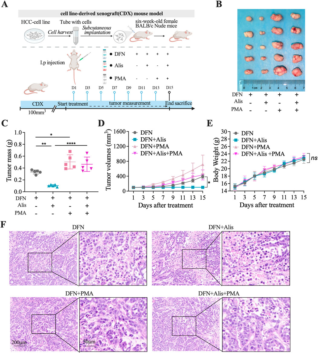 Diagram depicting a cell line-derived xenograft mouse model study. A shows the experimental setup with tumor cell implantation and drug treatments in mice. B presents extracted tumors with a scale for comparison. C is a bar graph of tumor masses showing significant differences among groups. D is a line graph indicating tumor volumes over days after treatment, highlighting the effects of different drug combinations. E shows a line graph of body weight over time with minimal differences. F displays histological images of tumor tissue sections under different treatments.