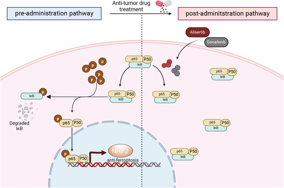 Diagram illustrating pre-administration and post-administration pathways of antitumor drug treatment within a cell. Before treatment, IκB is phosphorylated, leading to its degradation and activation of p65/P50 that translocates to the nucleus, promoting NRF2 and anti-ferroptosis. Post-treatment with Alisertib and Donafenib, the pathway displays different interactions with p65/P50 complexes.