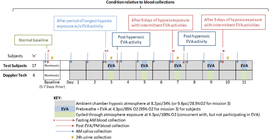 Timeline chart illustrating study conditions relative to blood collections over a hypoxia exposure program. Seventeen test subjects and six Doppler techs underwent normoxic conditions at baseline, followed by mild hypoxic exposure across eleven days with intermittent hyperoxic extravehicular activity (EVA) days. Key symbols describe a gray background for hypoxic atmosphere conditions, blue highlight for EVA days, green highlight for doppler tech non-EVA cycles, red asterisk and arrow for fasting blood, red arrow for post-EVA blood, blue arrow for saliva, and yellow hashtag for urine collections. The hypoxia atmosphere is maintained at specified psi and oxygen levels, with cycles through atmospheric exposure.