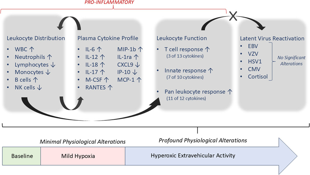 Flowchart illustrating physiological alterations. It shows pro-inflammatory changes in leukocyte distribution and plasma cytokine profiles, including increased WBCs, neutrophils, and cytokines like IL-6 and IL-12. T cell and innate responses are heightened, while latent virus reactivation remains unchanged. The chart connects these changes to physiological states: baseline, mild hypoxia, and hyperoxic extravehicular activity, transitioning from minimal to profound alterations.
