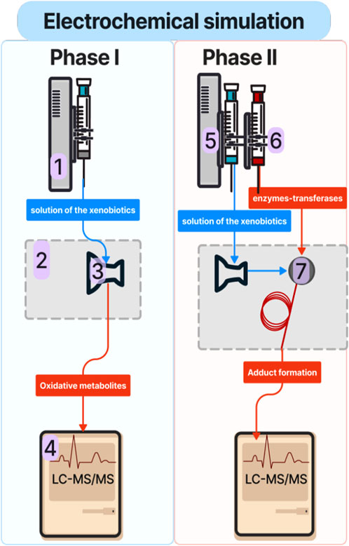 Diagram illustrating two phases of electrochemical simulation. Phase I: A device processes xenobiotic solutions, producing oxidative metabolites analyzed by LC-MS/MS. Phase II: Xenobiotics and enzymes-transferases form adducts, also analyzed by LC-MS/MS.