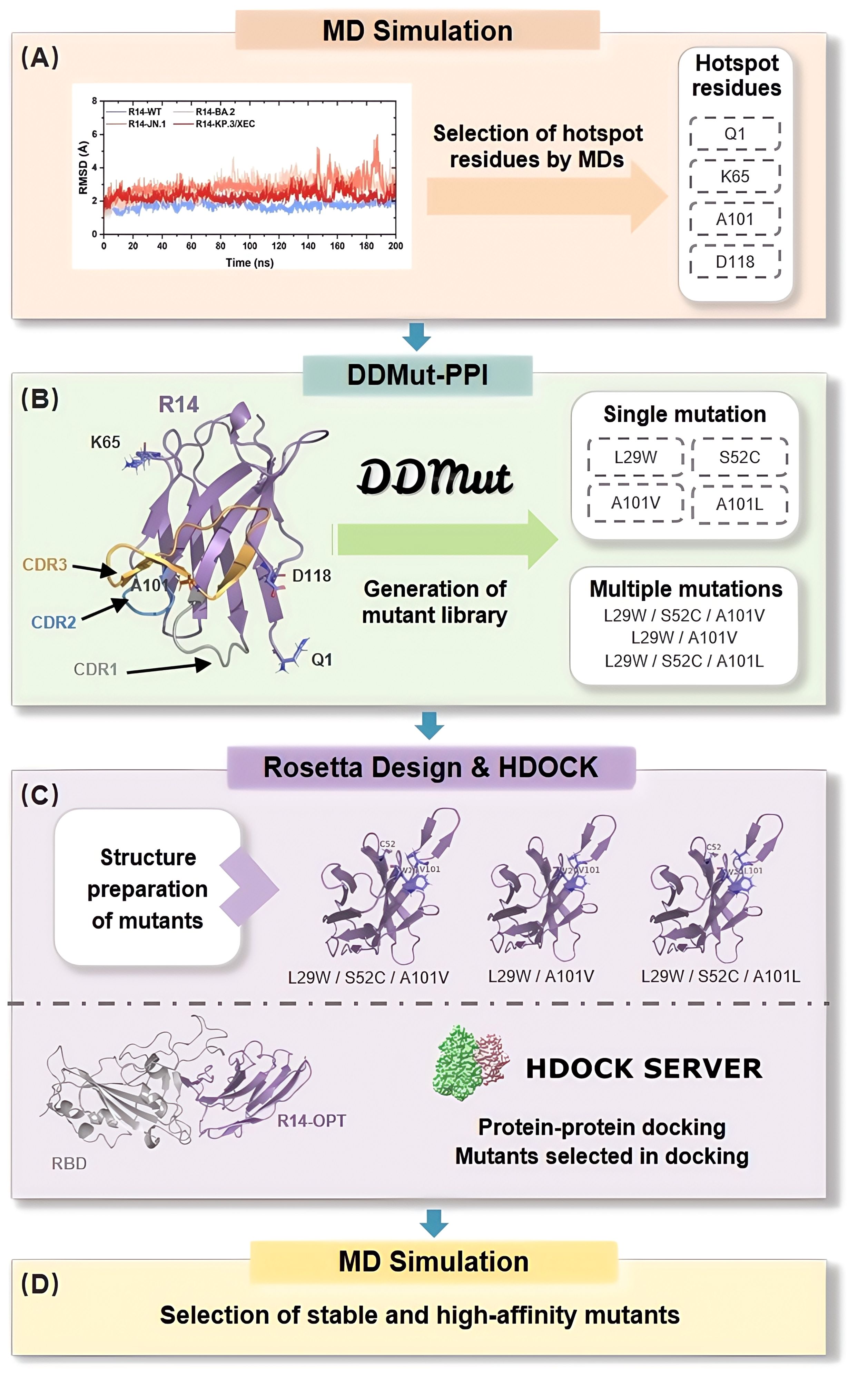 Flowchart illustrating a protein engineering process. Panel A shows MD simulation with an RMSD graph and hotspot residues (Q1, K65, A101, D118). Panel B depicts mutant generation with DDMut, highlighting mutations (e.g., L29W, S52C). Panel C involves Rosetta Design and HDock with mutant structures, ending with MD Simulation in Panel D to select stable, high-affinity mutants.