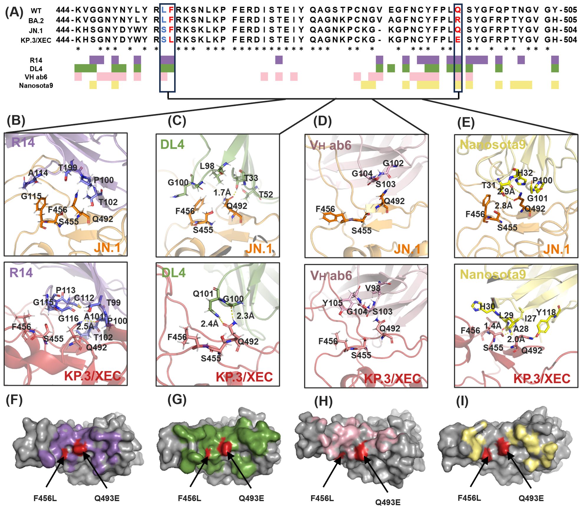 A protein sequence alignment is shown with specific amino acids highlighted and boxed. Below, panels B to E display interactions of antibodies R14, DL4, Vh ab6, and Nanosota9 with two key residues, F456L and Q493E, marked. Panels F to I show surface representations highlighting the binding sites of these antibodies on the protein, with distinct colors for each antibody interaction.