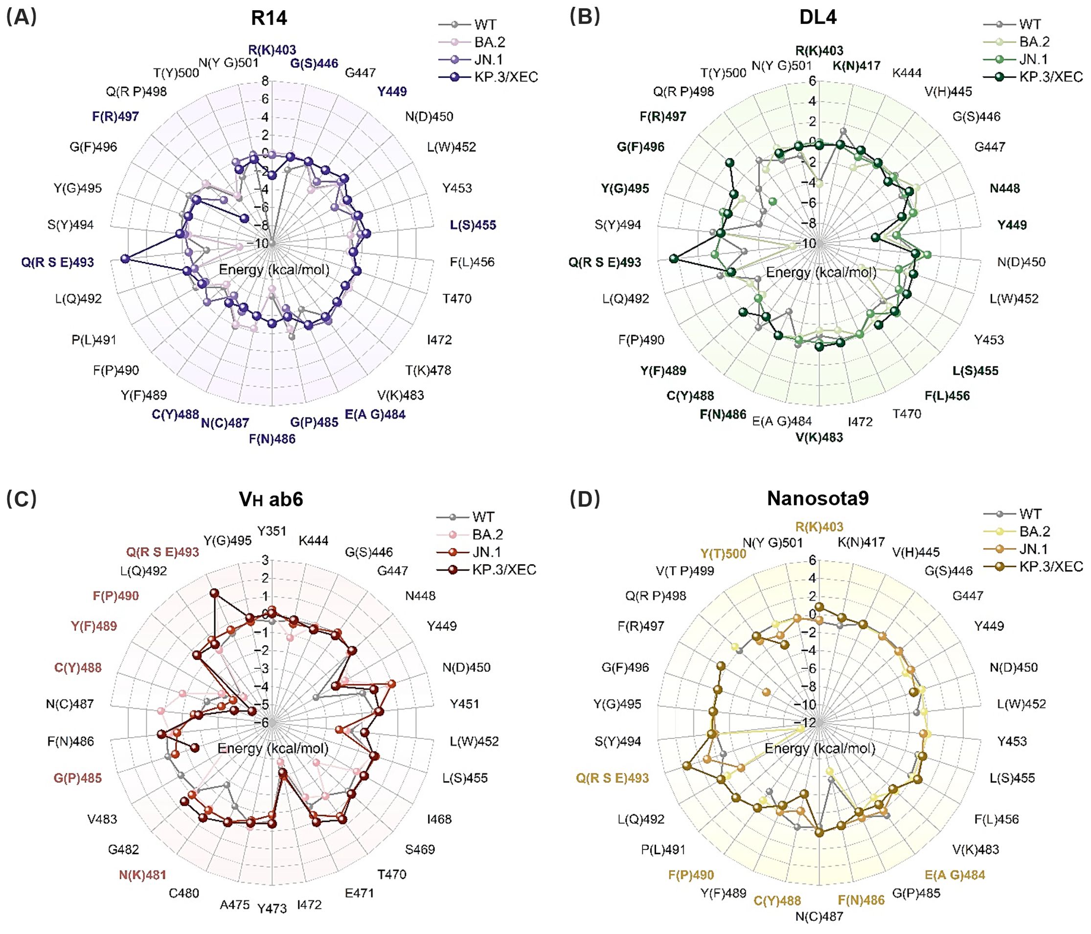 Four radar charts labeled (A) R14, (B) DL4, (C) Vh ab6, and (D) Nanosota9 depict energy values in kcal/mol for different variants: WT, BA.2, JN.1, and KP.3/XEC. Each chart shows a circular plot with points representing energy levels of specific amino acid positions, connected to form different shapes for each variant. The charts use distinct colors: purple for (A), green for (B), red for (C), and brown for (D). Key amino acid positions are highlighted.