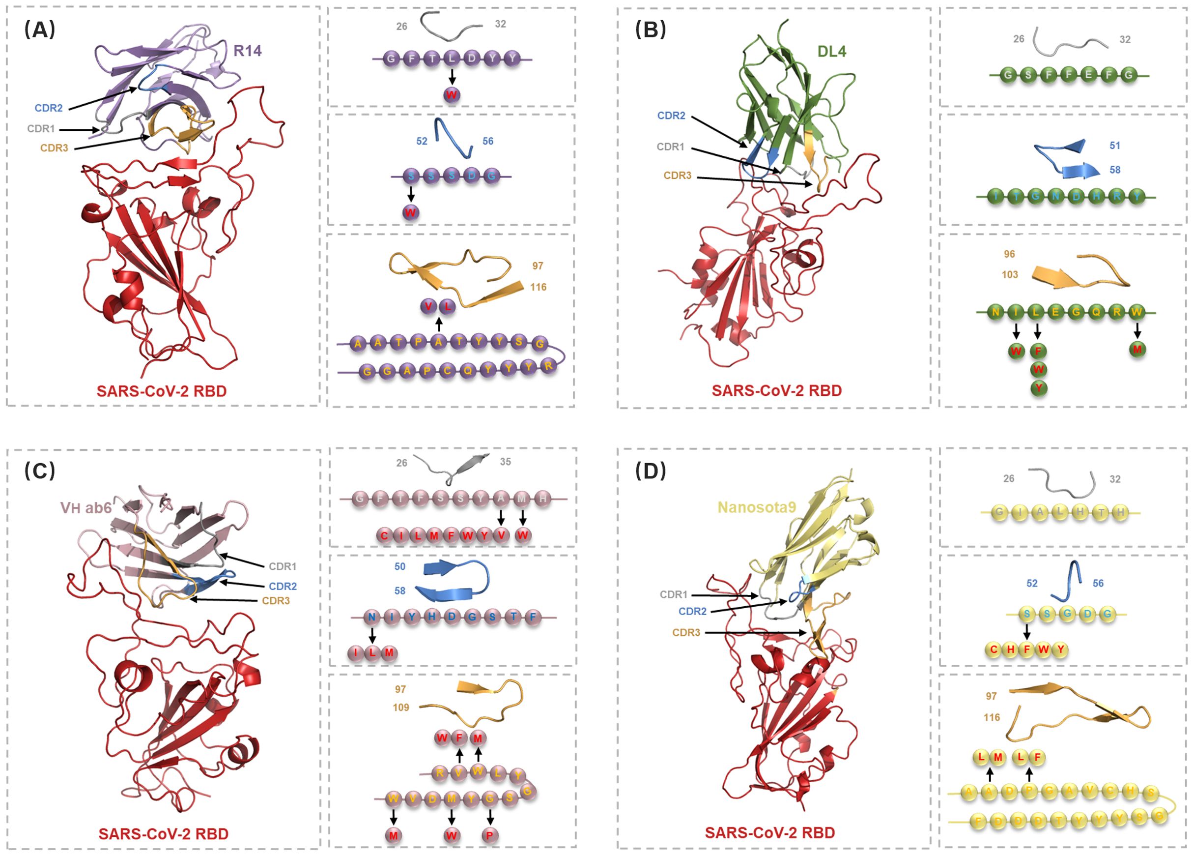 A four-panel image showing the structures of SARS-CoV-2 RBD and different antibodies. Panel A displays R14 with detailed sections highlighting CDR1, CDR2, and CDR3. Panel B illustrates DL4 in green and its CDR regions. Panel C shows VH ab6 with CDR areas highlighted. Panel D features Nanosota9 in yellow with its CDR regions emphasized. Each panel includes close-ups of amino acid sequences and structural motifs.