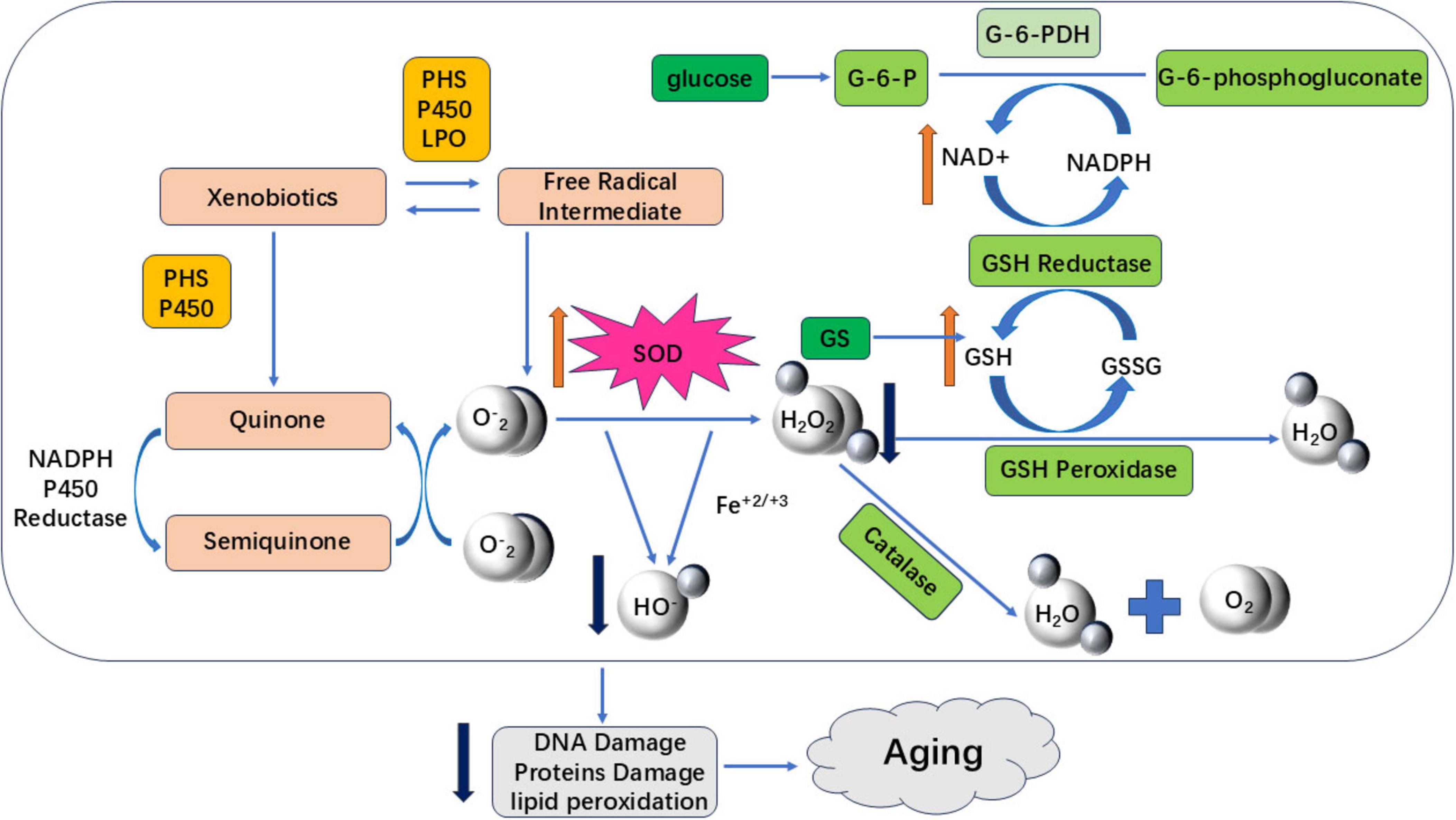 Diagram illustrating biochemical pathways involved in oxidative stress and aging. It includes the conversion of glucose to G-6-phosphogluconate via G-6-PDH and highlights activities of SOD, catalase, and GSH reductase. The presence of reactive oxygen species like superoxide and hydrogen peroxide is depicted, along with interactions involving xenobiotics, quinone, and semiquinone. The diagram shows potential damage to DNA, proteins, and lipids, contributing to aging.