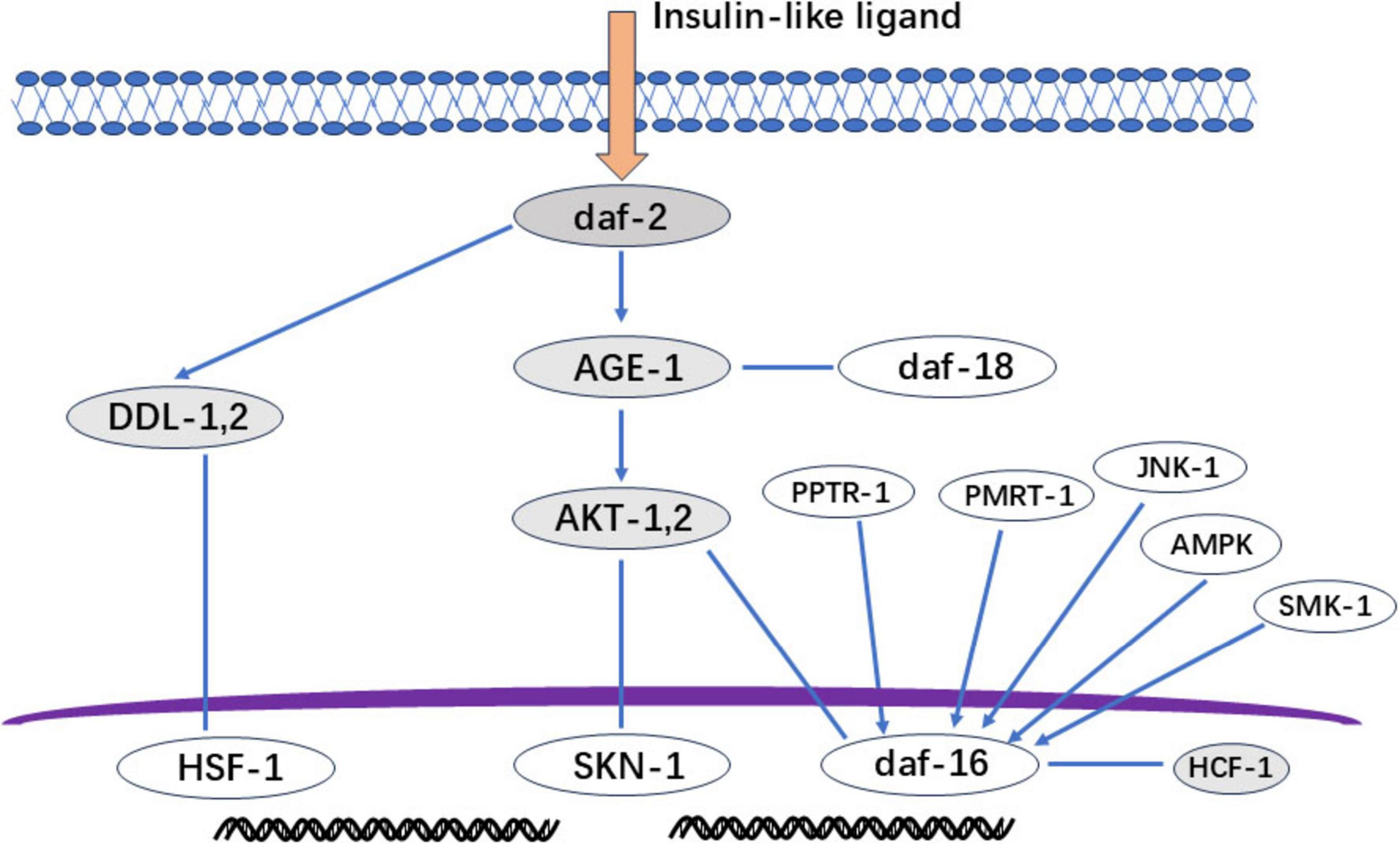 Diagram illustrating the insulin signaling pathway with an insulin-like ligand binding to daf-2, leading to AGE-1, which activates AKT-1,2. This regulates SKN-1 and daf-16, influenced by various factors like DDL-1,2, daf-18, PPTR-1, PMRT-1, JNK-1, AMPK, SMK-1, HCF-1, and HSF-1, with downstream effects on gene transcription.