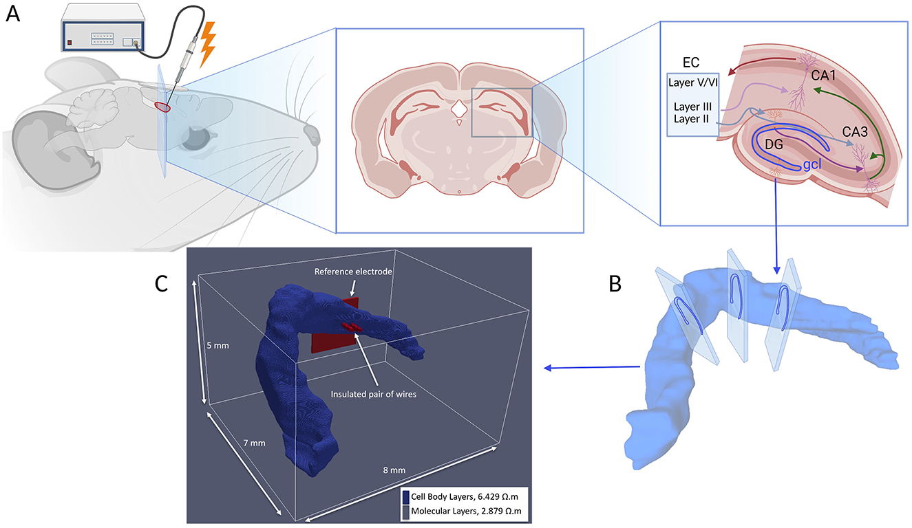Diagram depicting the experimental setup for studying a rodent brain. Part A shows an electrode inserted into a rodent's brain. Part B illustrates the hippocampal structure with directional arrows indicating electrical pathways. Part C provides a 3D model of the hippocampus with labeled measurements and components, including a reference electrode and insulated wires. Labels like EC, Layer V/VI, CA1, CA3, DG, and gcl are displayed, detailing sections of the hippocampus.