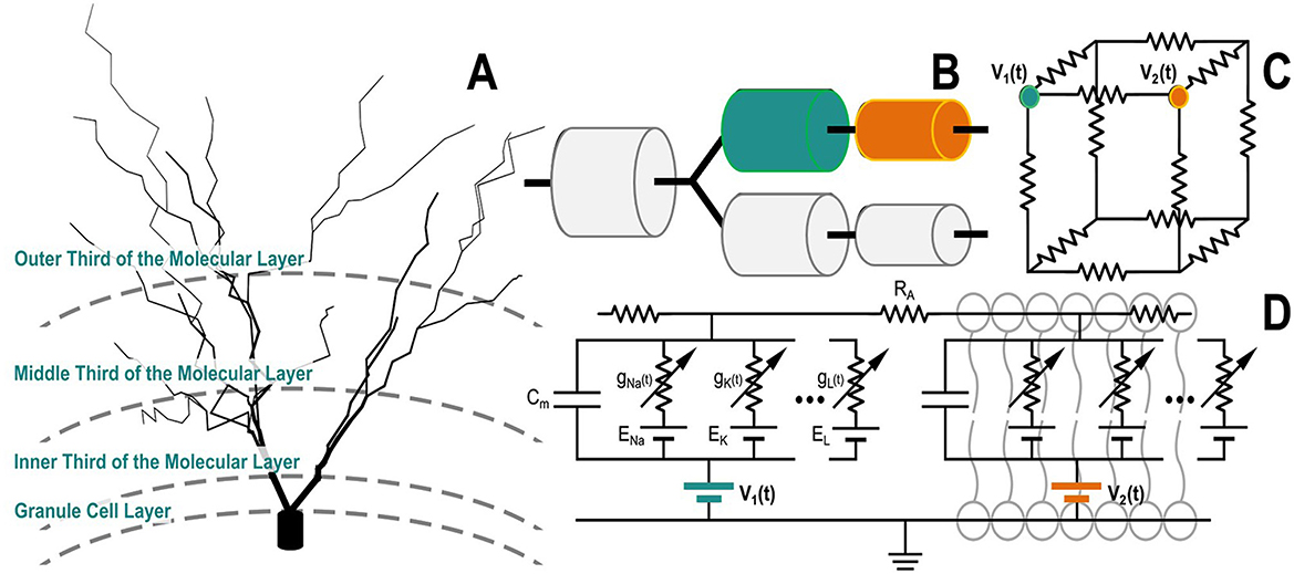 Diagram showing four parts labeled A to D. Part A illustrates a neuron with labeled layers: outer, middle, and inner thirds of the molecular layer, and the granule cell layer. Part B shows cylindrical components connected by lines representing the different compartments of a neuron model. Part C depicts a portion of the voxelized AM tissue model as an electrical circuit with resistors and labeled nodes V1(t) and V2(t). Part D presents a detailed circuit representing the electrical equivalent circuit of the neuron membrane with capacitors and resistors, indicating ionic channels with equations and nodes V1(t) and V2(t). The diagrams collectively depict how a neuron and its electrical circuit representation are integrated in the tissue model (admittance model) and how the resulting model is computed.