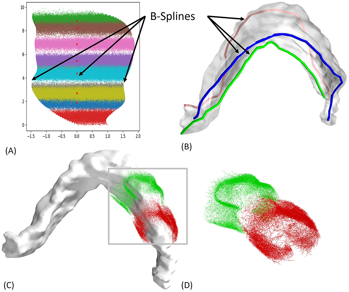 Diagram shows four panels labeled A to D. Panel A is a plot showing the extent of the axonal field for different EC axons. Each EC axon is represented by a different color. The locations of the B-Splines used to generate the 3D reconstruction are indicated. Panel B highlights the three B-Splines represented in the 3D model. Panel C shows the 3D reconstructed granule cell layer as a gray structure with two EC axons represented with a green and red color. Panel D is a zoomed inset on the two axons represented in detail as green and red meshes.