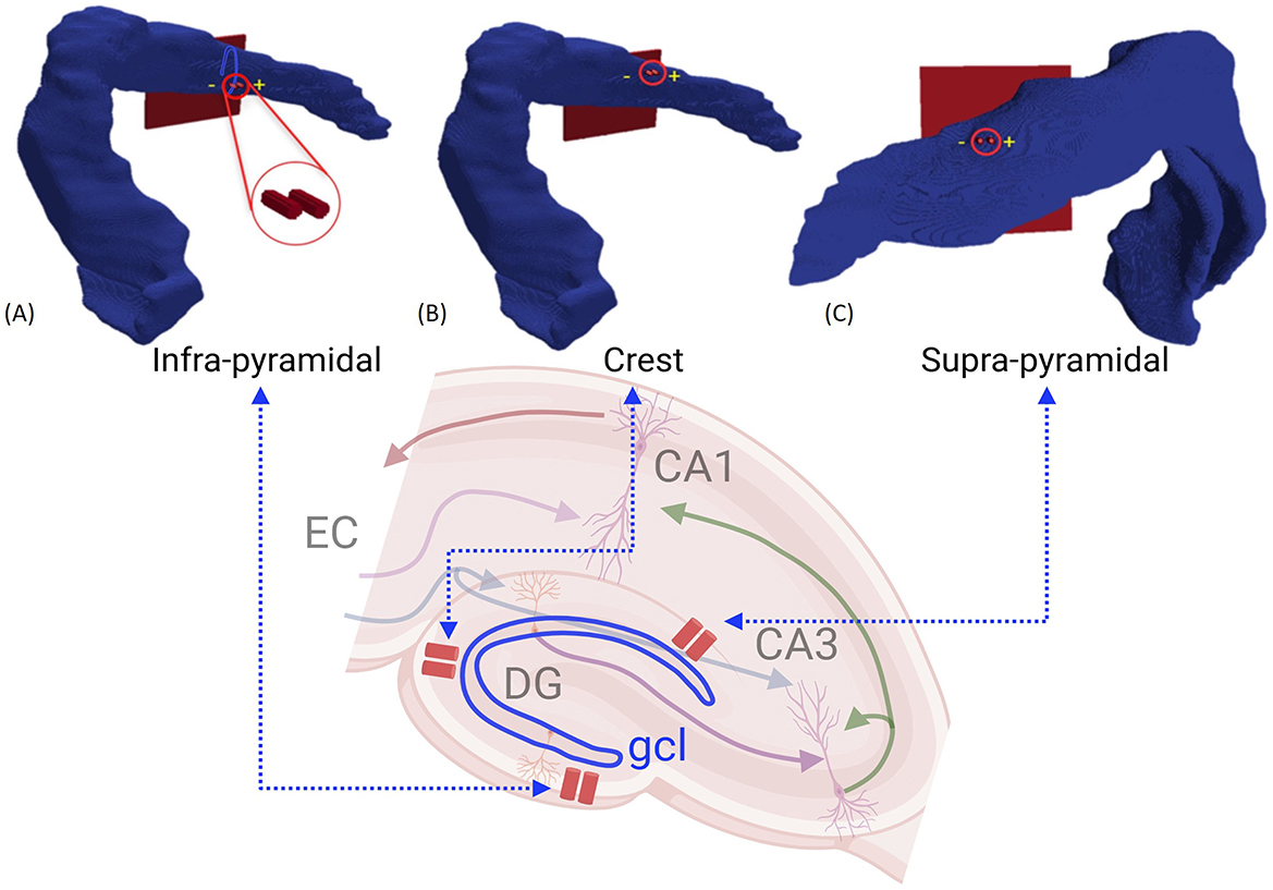 Three-dimensional models of hippocampal regions are shown in blue, with two red cylinders (electrodes) indicating stimulation location in 3D models (A) infra-pyramidal, (B) Crest and (C) supra-pyramidal regions. Below is showing the position of electrodes at dentate gyrus in a 2D representation.
