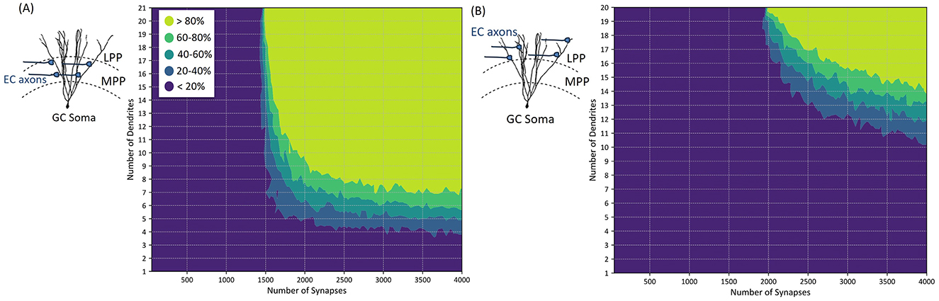 Two graphs labled A and B display characterization of dendritic integration of synaptic inputs in granule cells (GCs) and corresponding GC activation threshold. The plots depict the relationship between the number of active synaptic inputs and the probability of generating an action potential. Each graph includes a schematic on the left labels: EC axons, LPP, MPP, and GC Soma. Both graphs have shaded areas representing different probability of activation percentages: >80%, 60–80%, 40–60%, 20–40% and <20%. The x-axis shows the number of synapses, and the y-axis shows the number of dendrites.