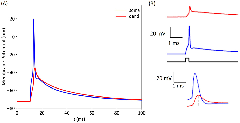 Graph A shows membrane potential over time of the GC model for soma and dendrite, with blue and red lines peaking early and tapering off. Graph B includes three plots: a red dendritic potential, a blue somatic potential with step input, and an overlay of both potentials for comparison. Axes are annotated with voltage and time scales.