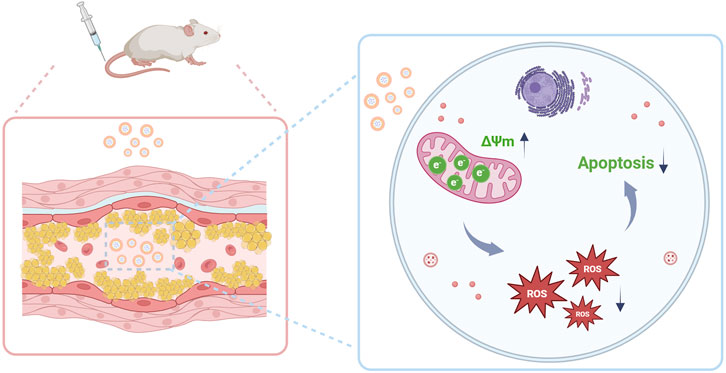 Illustration depicting a scientific experiment involving a mouse injected with a substance. The left shows a cross-section of blood vessels with circulating particles, possibly lipids. The right shows a cellular reaction, highlighting a mitochondrion with electrons, a change in membrane potential (ΔΨm), and processes like reactive oxygen species (ROS) generation and apoptosis. This indicates cellular response and damage pathways.