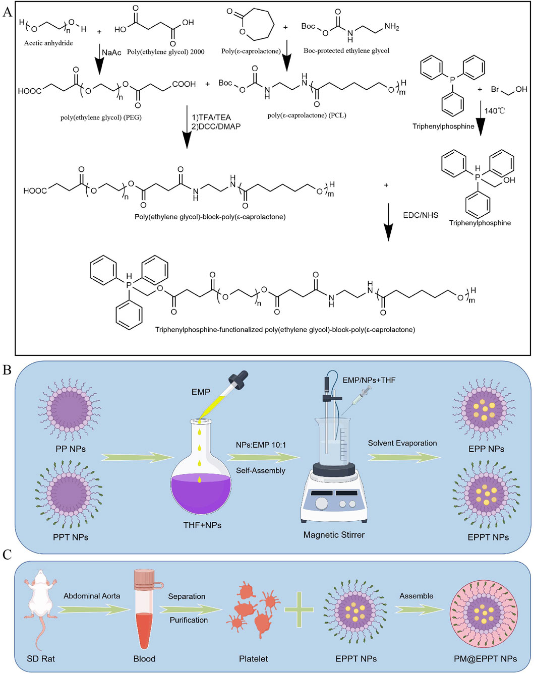 Panel A shows a chemical synthesis process for creating triphenylphosphine-functionalized poly(ethylene glycol)-block-poly(ε-caprolactone). Panel B illustrates the self-assembly and solvent evaporation steps to form EPP and EPPT nanoparticles using a magnetic stirrer. Panel C depicts the extraction of platelets from rat blood, which are added to EPPT nanoparticles to form PM@EPPT nanoparticles.