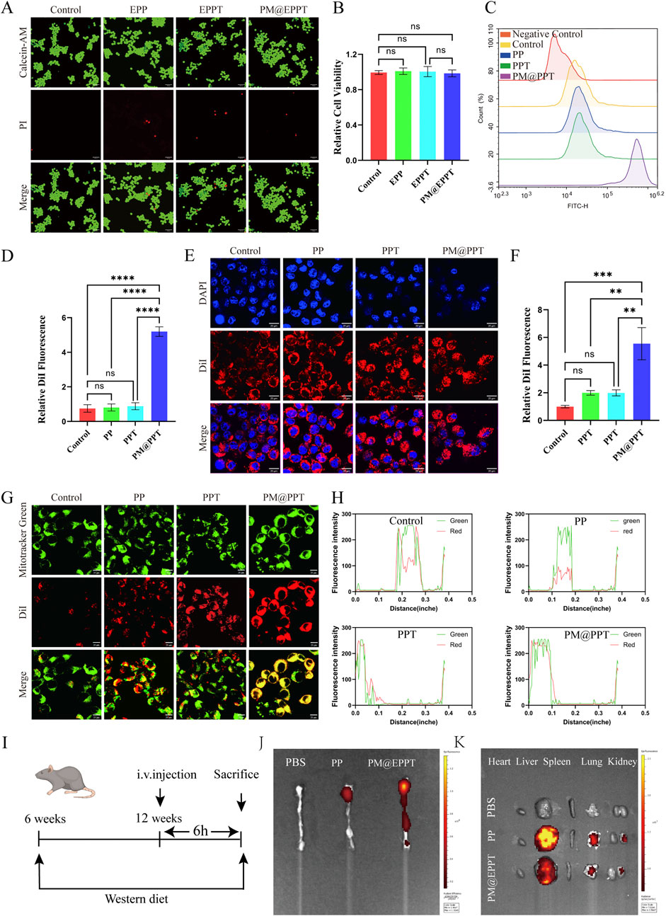 A multi-panel scientific figure contains various experiments and results. Panel A shows fluorescent microscopy images with different treatments labeled Control, EPP, EPPT, and PM@EPPT, highlighting Calcein-AM and PI staining. Panel B presents a bar graph of relative cell viability. Panel C features flow cytometry graphs comparing different treatments. Panel D is a bar graph of relative DiI fluorescence. Panel E shows microscopy images with DAPI and DiI staining. Panel F displays another bar graph of DiI fluorescence. Panel G presents images with Mitotracker Green and DiI staining. Panel H includes fluorescence intensity graphs. Panel I is a timeline of a murine experiment. Panels J and K show biodistribution images highlighting fluorescence in different organs.