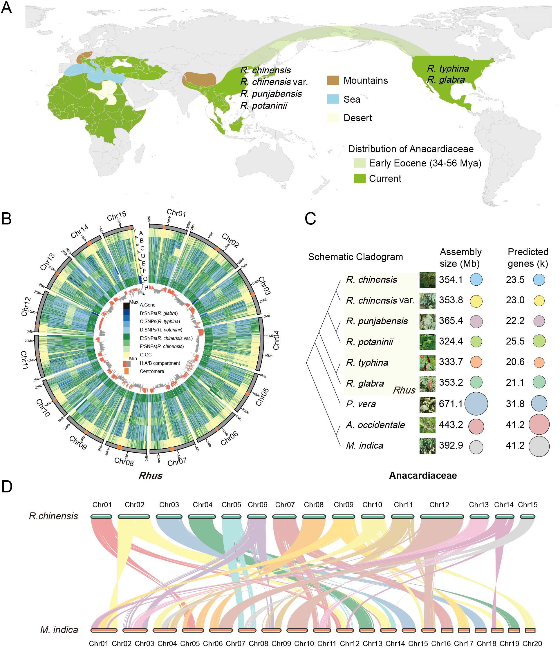 A composite image consisting of four main sections: A) A world map showing the current and Early Eocene distribution of Anacardiaceae, highlighted in green, with labels for various Rhus species. B) A circular genomic map illustrating SNP distribution across different chromosomes for various Rhus species. C) A schematic cladogram with a table listing assembly size and predicted genes for different Rhus species, marked with colored circles. D) A chromosomal comparison between R. chinensis and M. indica, depicted with interconnecting colored bands representing genomic relationships.