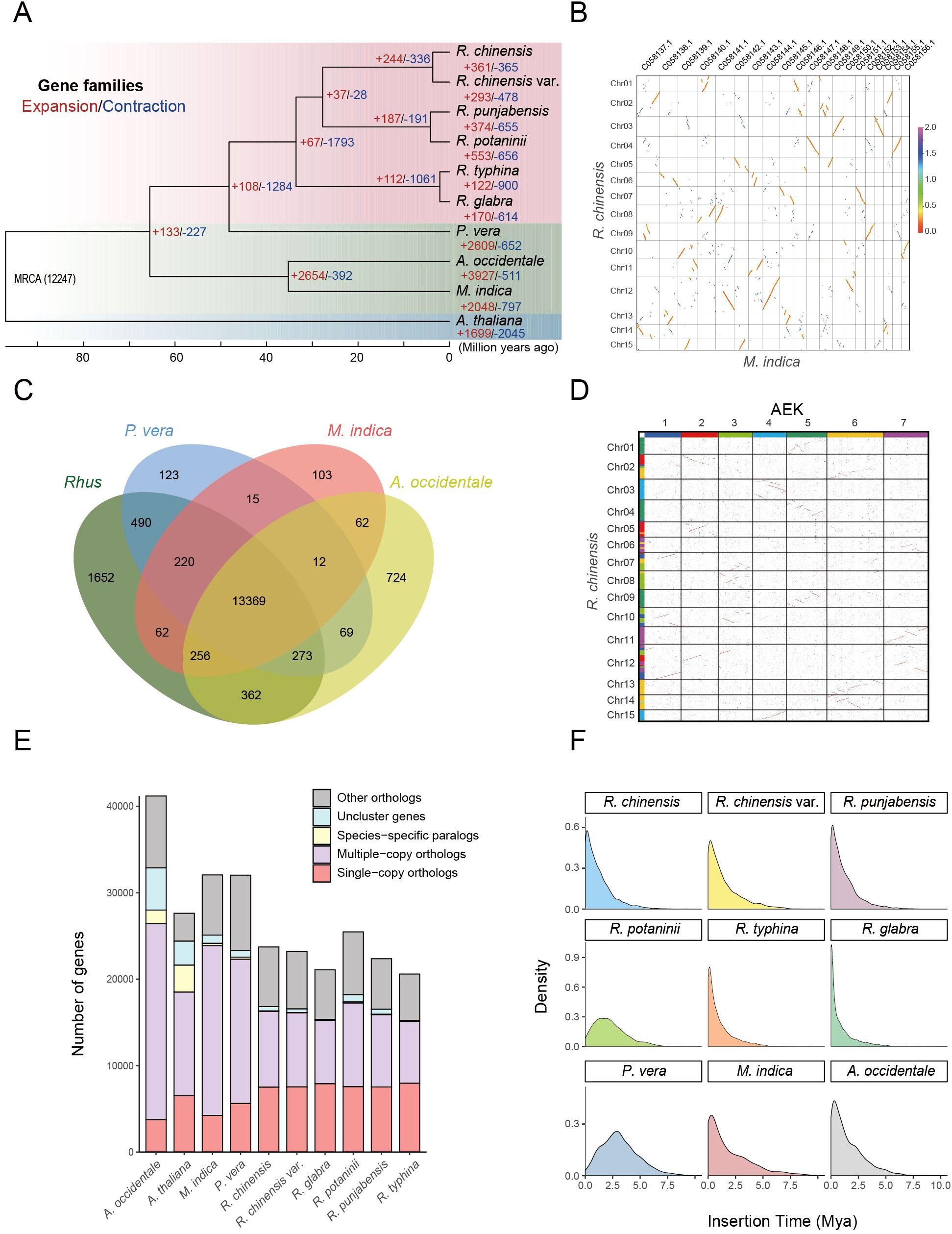 A set of graphics illustrates gene family expansion and contraction, orthologous gene clusters, chromosome comparisons, and transposable element insertion times in various plant species. Panel A shows a phylogenetic tree with gene expansions and contractions. Panel B displays a synteny dot plot comparing chromosomes. Panel C is a Venn diagram of shared orthologous gene clusters. Panel D presents chromosome alignments across species. Panel E is a bar chart categorizing gene counts by type. Panel F shows density plots of transposable element insertions over time across different plant species.