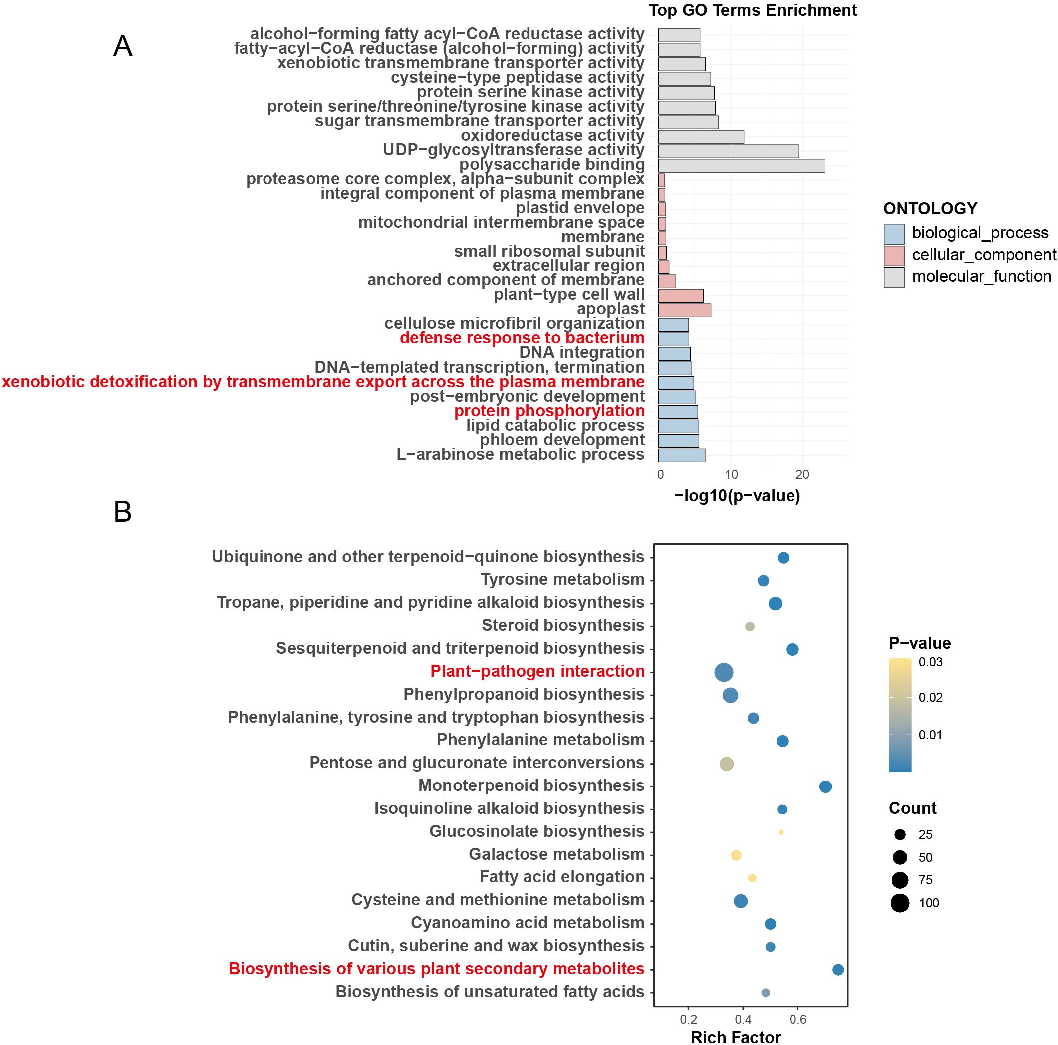 Bar and bubble charts showing enriched gene ontology (GO) terms and KEGG pathways. Panel A displays GO terms for biological processes, cellular components, and molecular functions based on negative log p-values. Panel B shows KEGG pathway enrichment as a bubble chart with pathways on the y-axis, rich factor on the x-axis, and bubble size indicating count. Both charts highlight significant terms in red and vary shade or size based on significance and count.