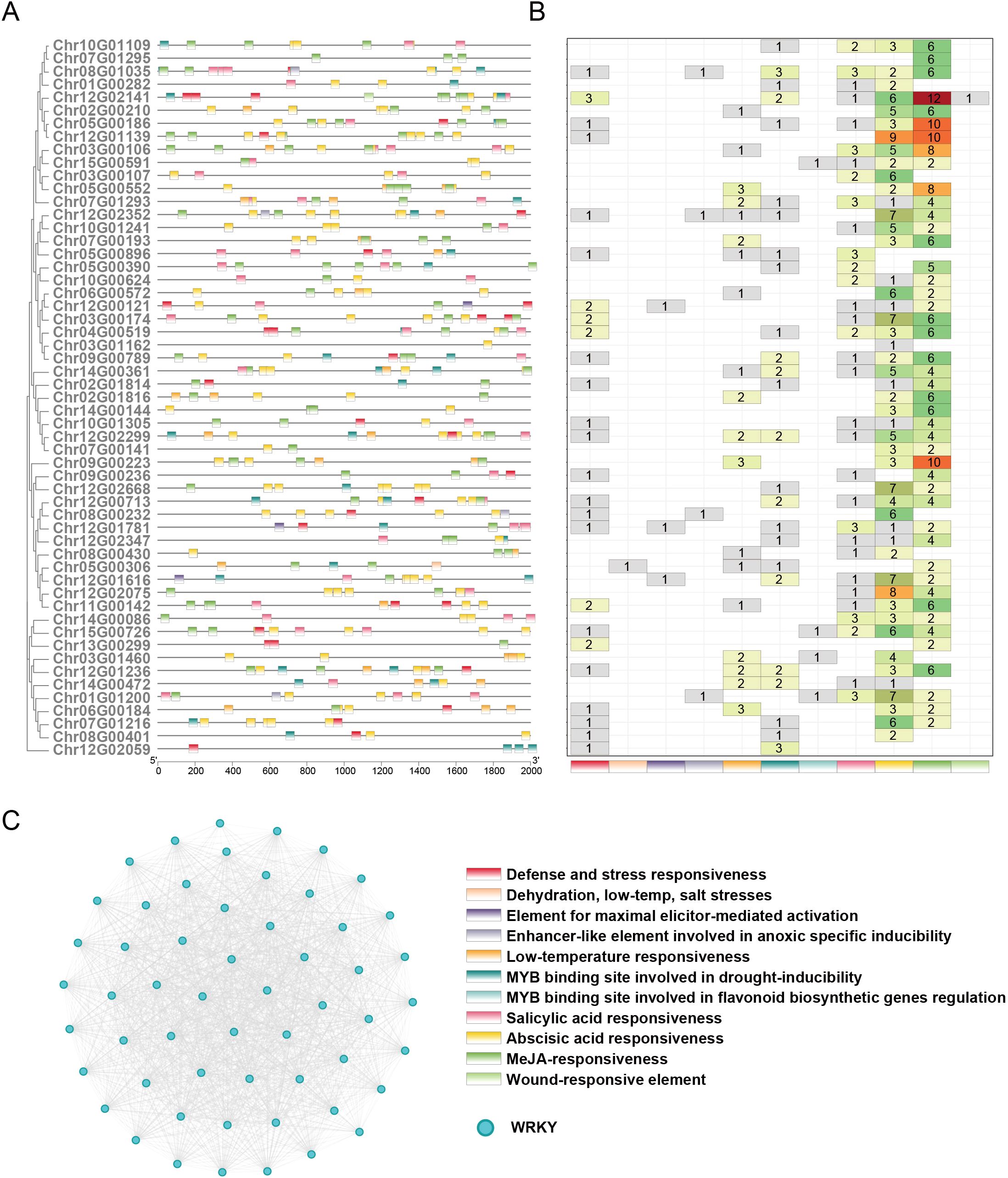 Diagram depicting WRKY genes and their regulatory elements. Panel A shows various gene sequences labeled with different colored boxes, indicating elements such as defense responsiveness and hormone regulation. Panel B displays a heatmap of numerical data related to these elements. Panel C features a network graph connecting WRKY elements, highlighted in cyan, illustrating their interactions. A legend clarifies color codes, explaining each element's responsive role in processes like stress and temperature adaptation.