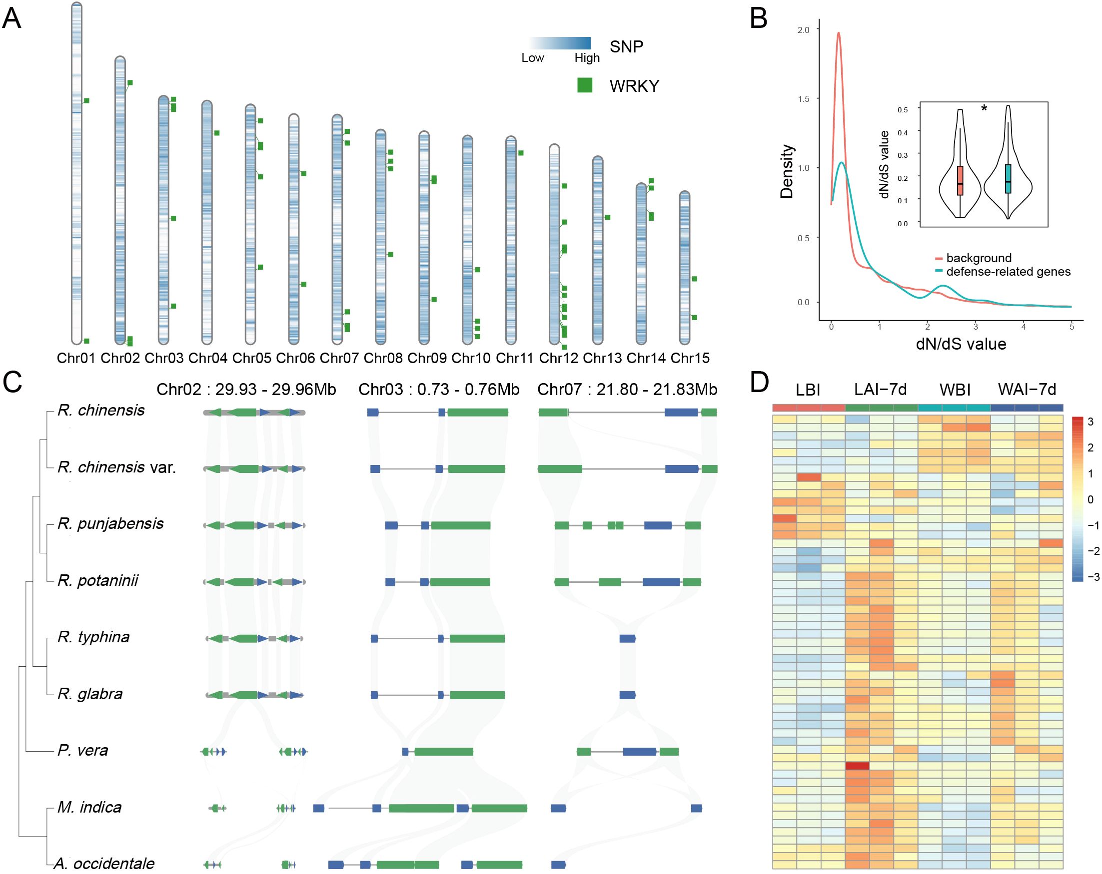 Panel A shows the chromosomal distribution of SNPs and WRKY genes across 15 chromosomes, with a gradient indicating SNP density. Panel B presents a density plot of dN/dS values for background and defense-related genes, with an inset violin plot displaying distribution differences. Panel C maps the genomic regions of selected species, highlighting gene locations. Panel D is a heatmap displaying gene expression levels under different conditions, with a color gradient from blue to red representing expression intensity.