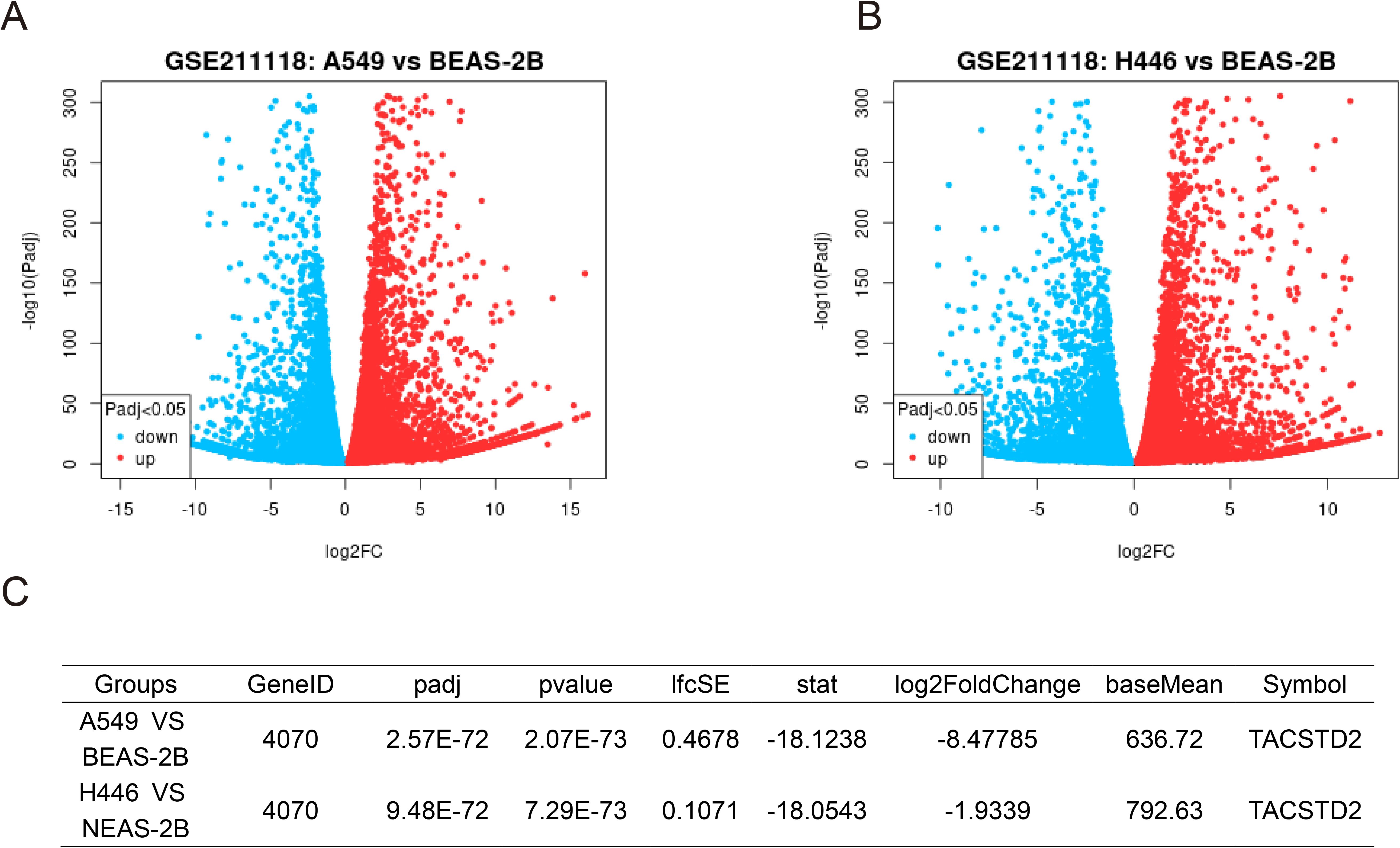 Two volcano plots labeled A and B display gene expression data. Plot A compares A549 and BEAS-2B, revealing upregulated (red) and downregulated (blue) genes. Plot B compares H446 and BEAS-2B with similar color coding. Below, a table labeled C shows gene expression statistics for comparisons, including adjusted p-values and log2 fold changes, specifically highlighting the gene TACSTD2.