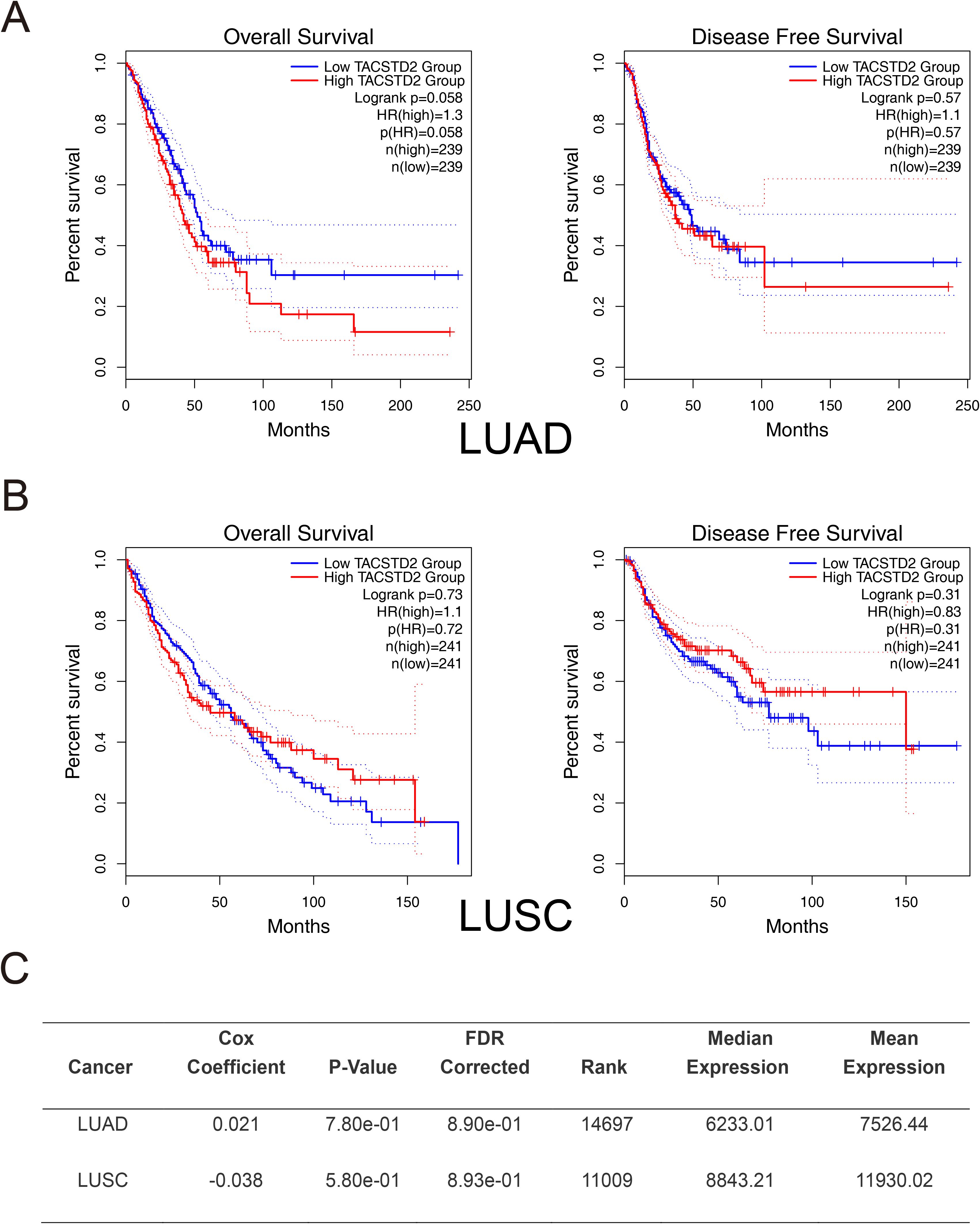 Kaplan-Meier plots and a data table showing survival outcomes for LUAD and LUSC. Panel A presents overall and disease-free survival for LUAD, comparing high and low TACSTD2 expression groups. Panel B shows similar data for LUSC. Low TACSTD2 groups are in blue, and high in red, with logrank p-values and hazard ratios provided. Panel C is a table comparing Cox coefficient, p-value, FDR correction, rank, median, and mean expression between LUAD and LUSC.
