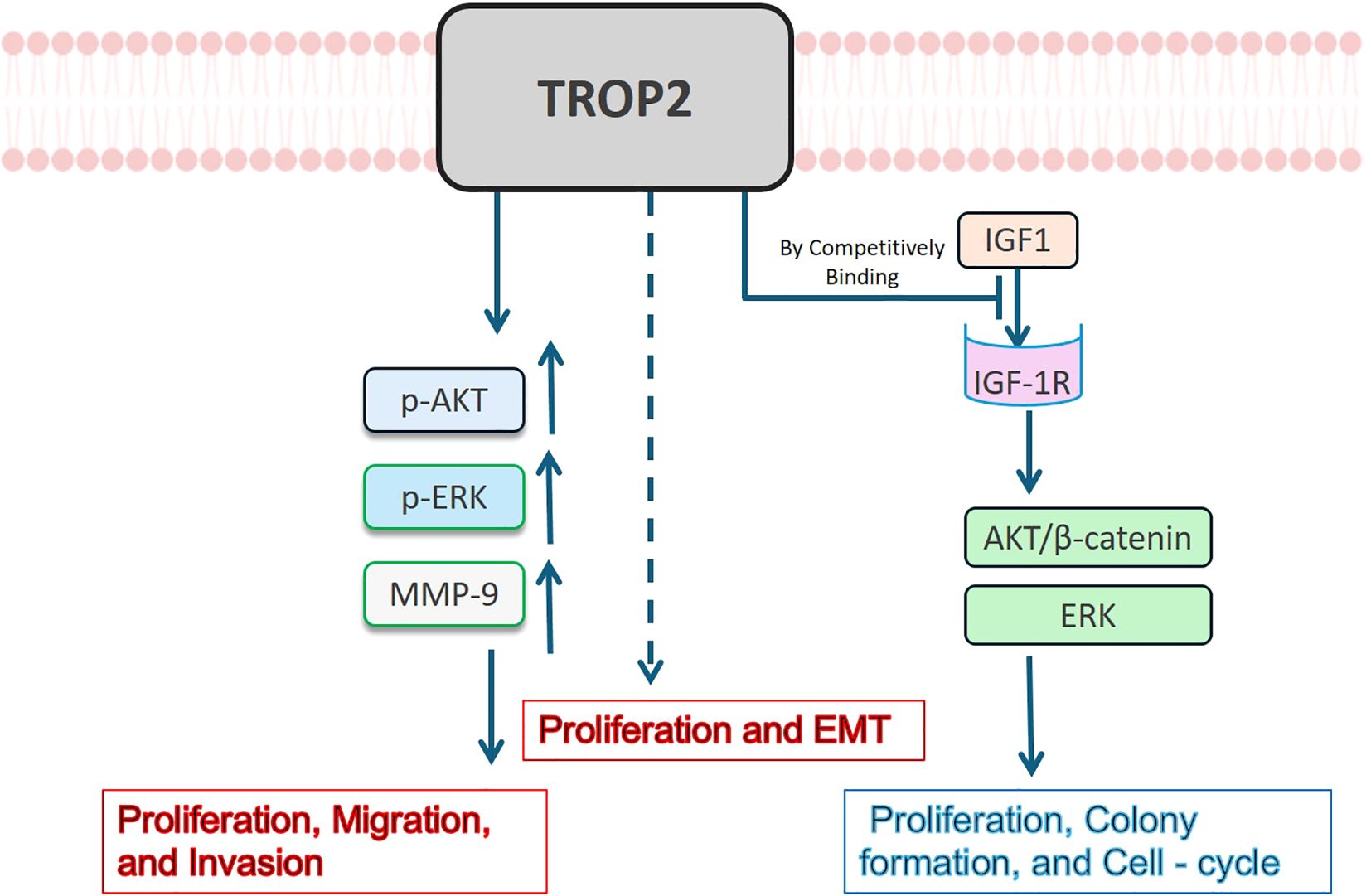 Diagram illustrating the signaling pathways of TROP2, showing its activation of p-AKT, p-ERK, and MMP-9, leading to proliferation, migration, invasion, and EMT. TROP2 also influences IGF1R signaling, impacting AKT/β-catenin and ERK pathways, resulting in proliferation, colony formation, and cell cycle activities.