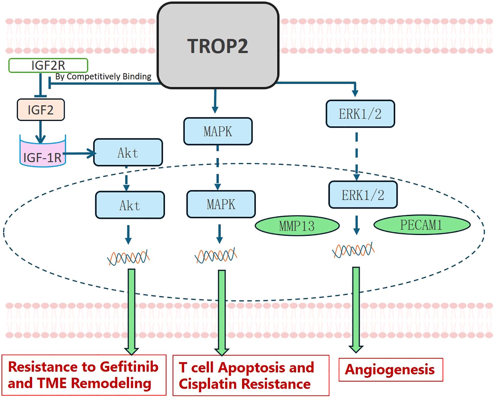 Diagram of the TROP2 signaling pathway. TROP2 activates MAPK and ERK1/2, promoting MMP13 and PECAM1, leading to angiogenesis. Competitive binding of IGF2R and IGF2 influences IGF-1R, activating Akt for resistance to Gefitinib, TME remodeling, and T cell apoptosis resistance.