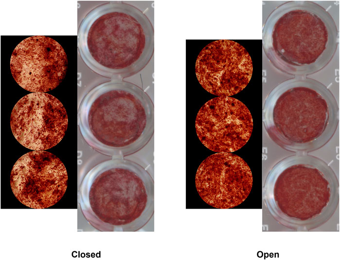 Microscopic comparison of two sets of cell cultures labeled