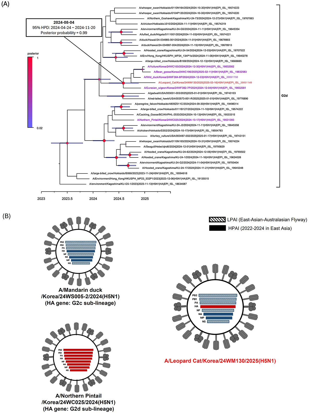 Phylogenetic tree and schematic diagrams illustrate highly pathogenic avian influenza viruses isolated from a leopard cat in South Korea. Panel A shows a time-scaled phylogenetic tree of the hemagglutinin gene with evolutionary relationships, highlighting the G2d lineage. The timeline spans 2023 to 2025. Red nodes indicate key evolutionary points, and color denotes probabilities. Panel B presents diagrams of H5N1 virus genotypes from South Korea, 2024–2025, with eight gene segments represented as color-coded bars indicating different virus origins inferred from maximum-likelihood phylogenetic trees.