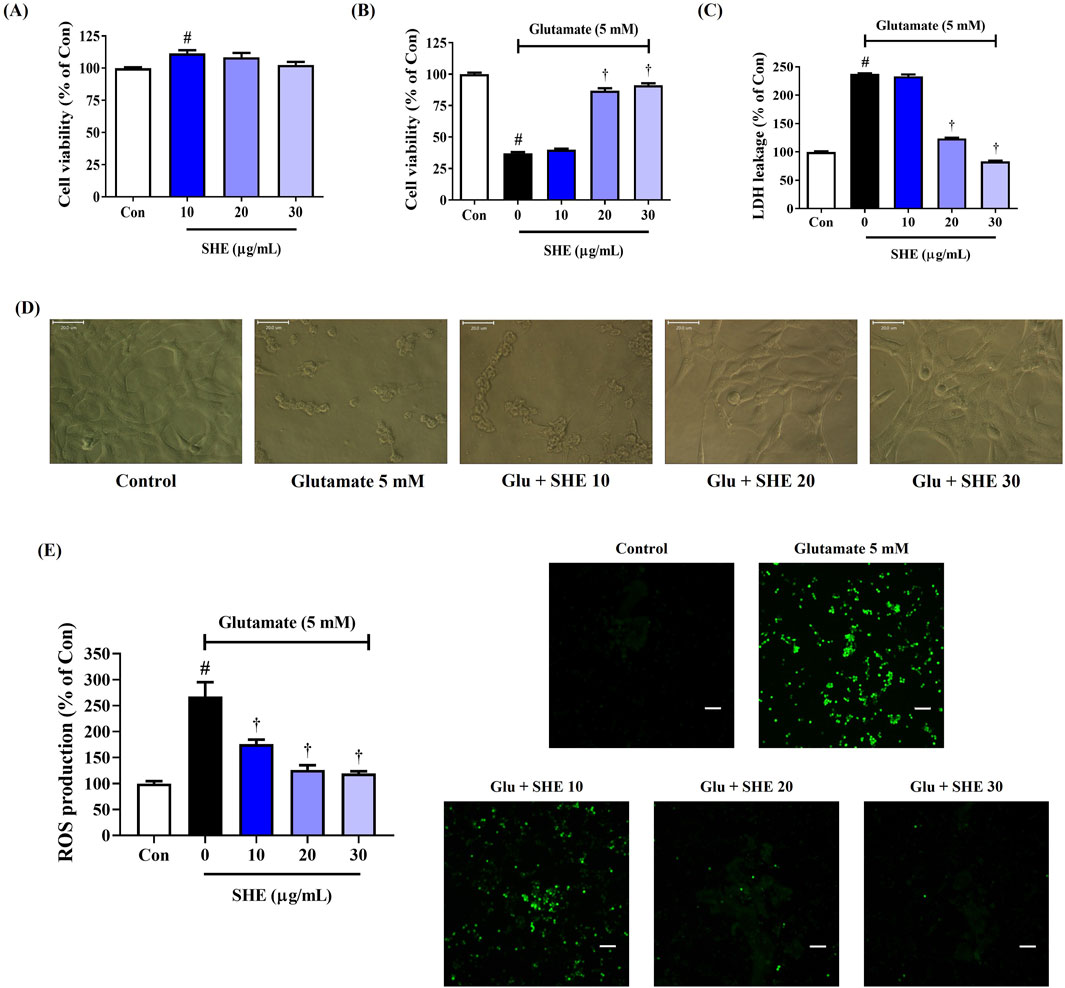 Five panels present various data on the effects of SHE on cells. Panel A shows a bar graph of cell viability across different SHE concentrations. Panel B displays cell viability with 5 mM glutamate and SHE. Panel C illustrates LDH leakage percentages with 5 mM glutamate and SHE. Panel D includes microscopic images of cells under control, glutamate, and glutamate with SHE at three concentrations. Panel E shows a bar graph of ROS production in various conditions, accompanied by fluorescence images of cells under control, glutamate, and glutamate with SHE at three concentrations.
