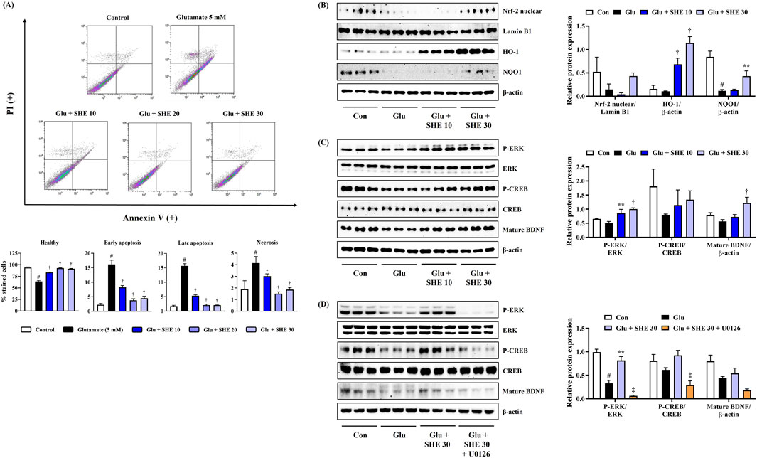 Flow cytometry and Western blot analysis image showing the effects of various treatments, including glutamate and SHE at different concentrations, on cell apoptosis and protein expression. (A) Flow cytometry plots illustrate cell populations by Annexin V and propidium iodide staining, with a bar graph for healthy cells, early apoptosis, late apoptosis, and necrosis percentages. (B-D) Western blot data show protein expression levels of Nrf2, ERK, CREB, and BDNF among others, with relative expression graphed alongside, for treatments including control, glutamate, and SHE with U0126 inhibitor.