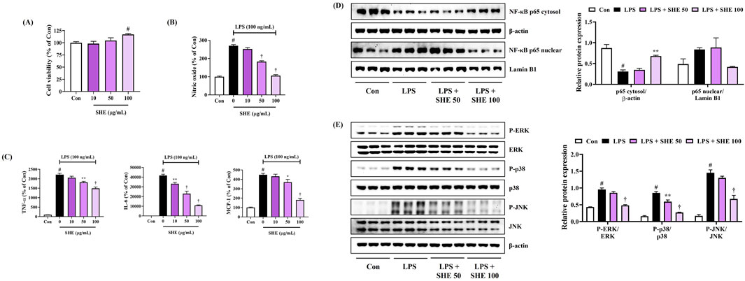 Bar graphs and Western blot panels examining the effects of SHE on cell viability, nitric oxide production, and protein expression. (A) Shows cell viability increases with higher SHE concentrations. (B) Displays reduced nitric oxide levels with SHE treatment. (C) Illustrates reduced TNF-α, IL-6, and MCP-1 levels with increasing SHE concentration. (D and E) Western blots display protein expression levels for NF-κB p65, ERK, p38, and JNK, with graphs showing relative expression. Conditions include control, LPS, LPS with SHE 50 µg/mL, and LPS with SHE 100 µg/mL.