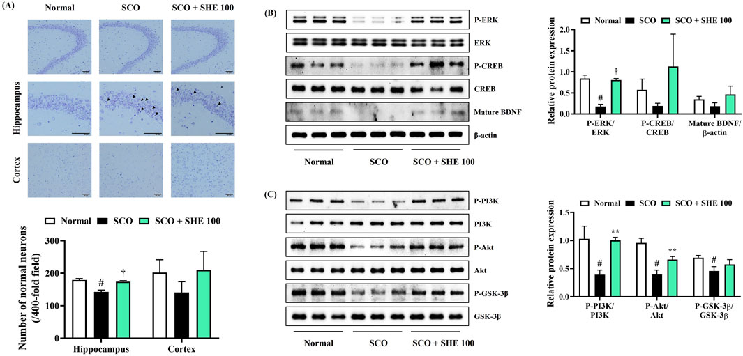 (A) Microscopic images showing hippocampus and cortex sections under normal, SCO, and SCO + SHE 100 conditions. Bar chart below illustrates the number of normal neurons in both regions. (B) Western blot images display protein expression levels (P-ERK, ERK, P-CREB, CREB, Mature BDNF, β-actin) with a corresponding bar graph. (C) Western blot images showing P-PI3K, PI3K, P-Akt, Akt, P-GSK-3β, GSK-3β protein expressions with an associated bar graph indicating relative protein expression.
