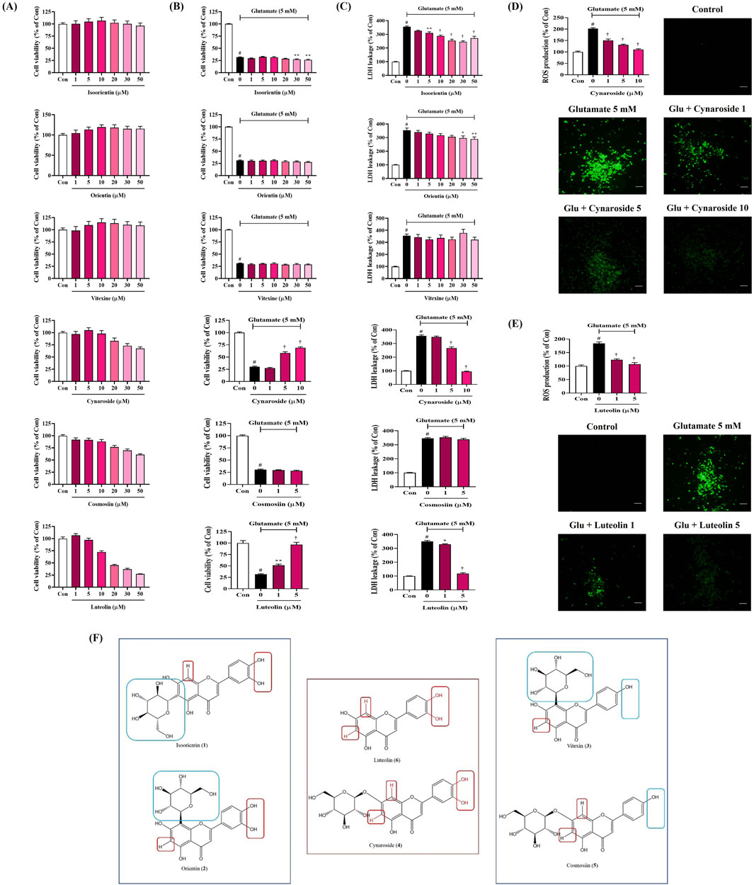 Panel A shows bar graphs of cell viability percentages for different compounds (Isoorientin, orientin, vitexin, cynaroside, cosmosiin, luteolin) at various concentrations. Panel B displays bar graphs of cell viability with glutamate and these compounds. Panel C shows bar graphs of LDH leakage for the same conditions. Panel D includes bar graphs of ROS levels with glutamate and compound treatment, alongside fluorescent microscopy images. Panel E provides similar ROS bar graphs and microscopy images for luteolin. Panel F depicts chemical structures of the six compounds, highlighting structural differences.