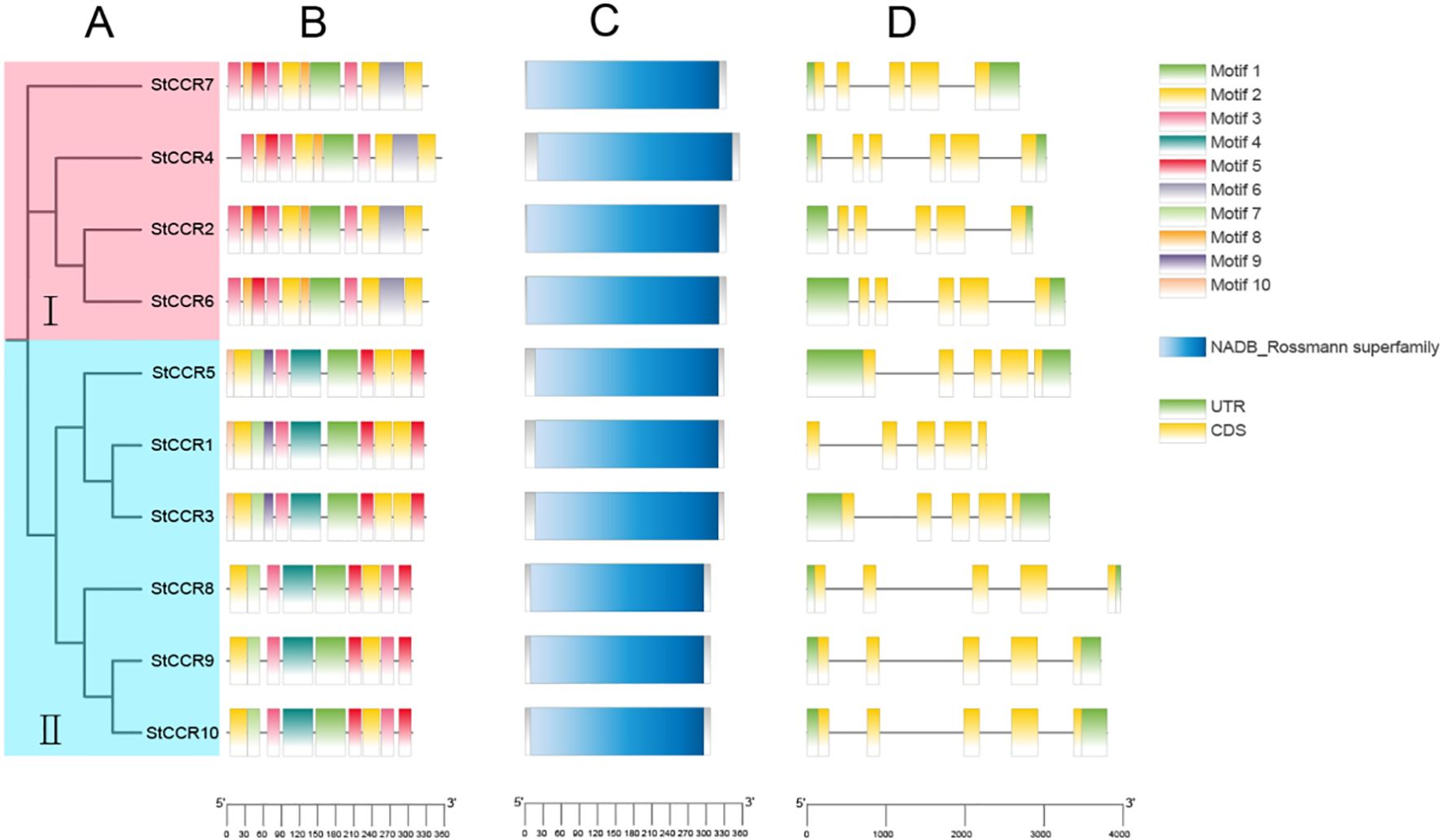 Phylogenetic tree and motif analysis of StCCR enzymes. Panel A shows the phylogenetic tree divided into two groups. Panel B displays motif composition with color coding for motifs 1 to 10. Panel C indicates the presence of the NADB_Rossmann superfamily. Panel D presents gene structure with untranslated regions (UTR) in green and coding sequences (CDS) in yellow. A legend explains the color codes.