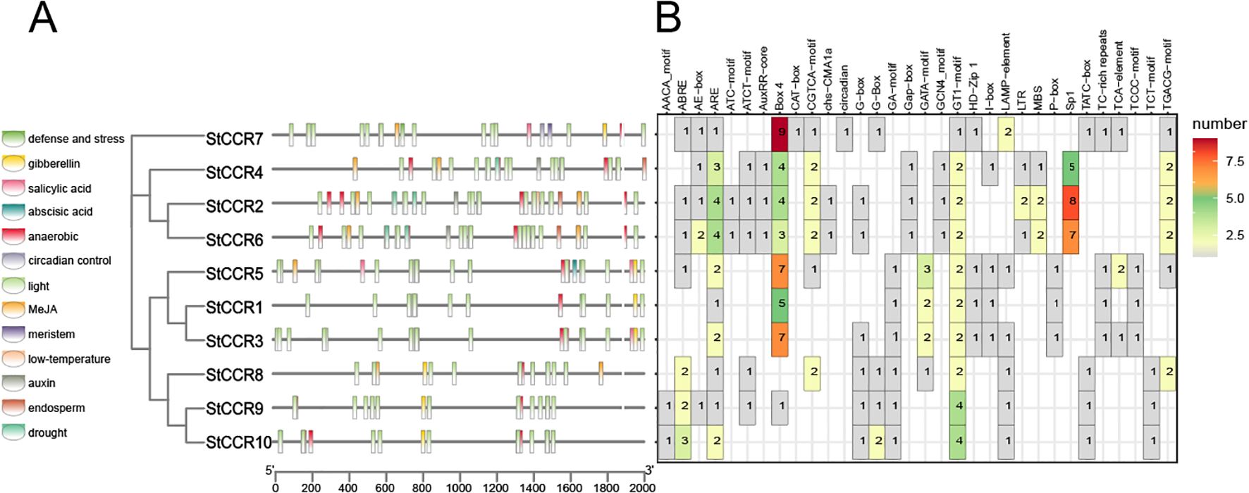 Diagram showing gene structures and motif distribution of StCCR genes. Panel A displays gene structures with various colored blocks representing different cis-elements such as defense and stress or gibberellin. Panel B is a heatmap illustrating motif frequency across different genes, with colors from green to red indicating frequencies from low to high.