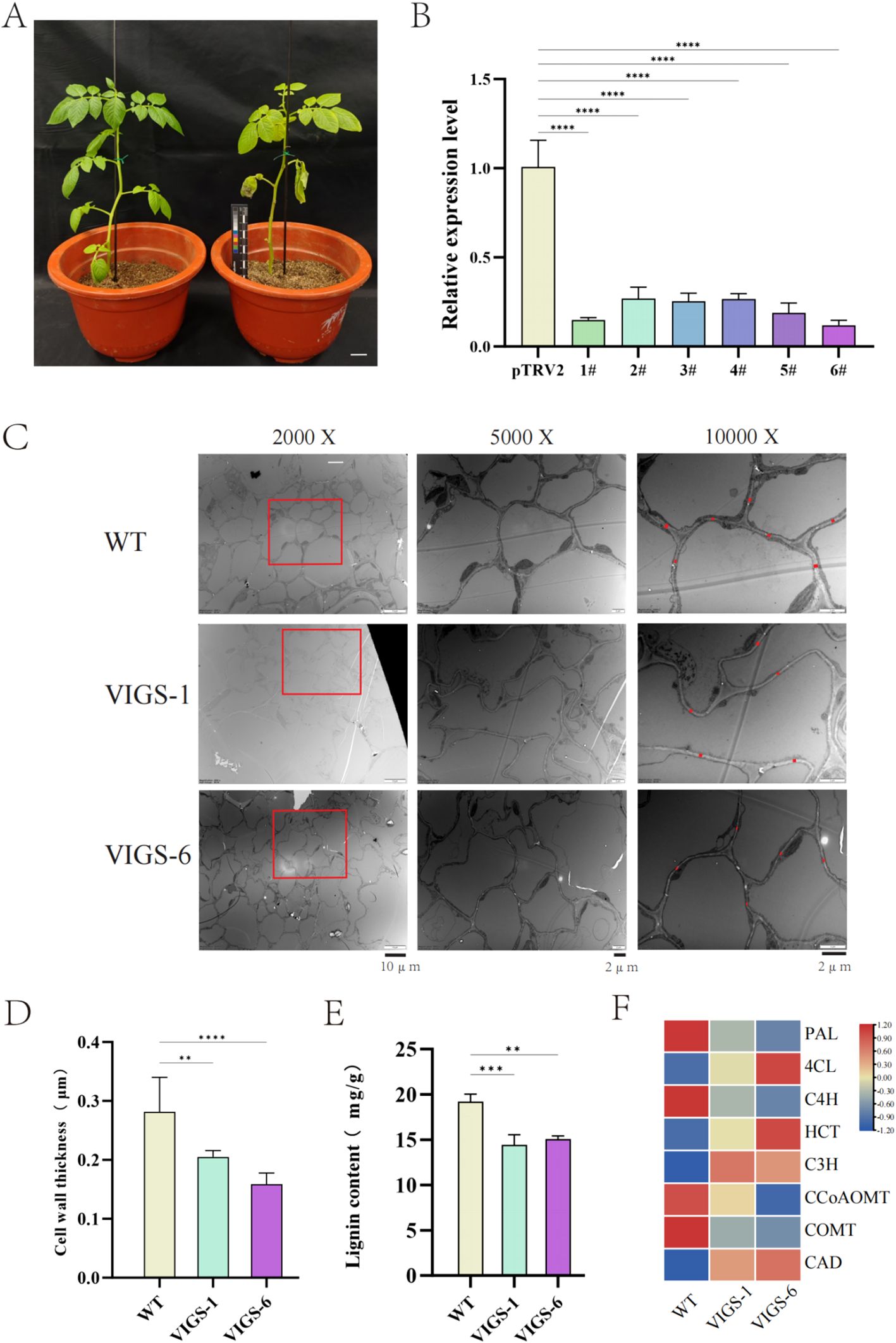 A: Two potted plants with visible growth differences are shown. B: Bar graph illustrating relative expression levels, with significant differences indicated by asterisks. C: Microscopic images of plant cells at 2000x, 5000x, and 10000x magnification for WT, VIGS-1, and VIGS-6. D: Bar graph comparing cell wall thickness among WT, VIGS-1, and VIGS-6, showing significant disparities. E: Bar graph depicting lignin content differences among WT, VIGS-1, and VIGS-6. F: Heatmap showing expression levels of various genes across WT, VIGS-1, and VIGS-6.