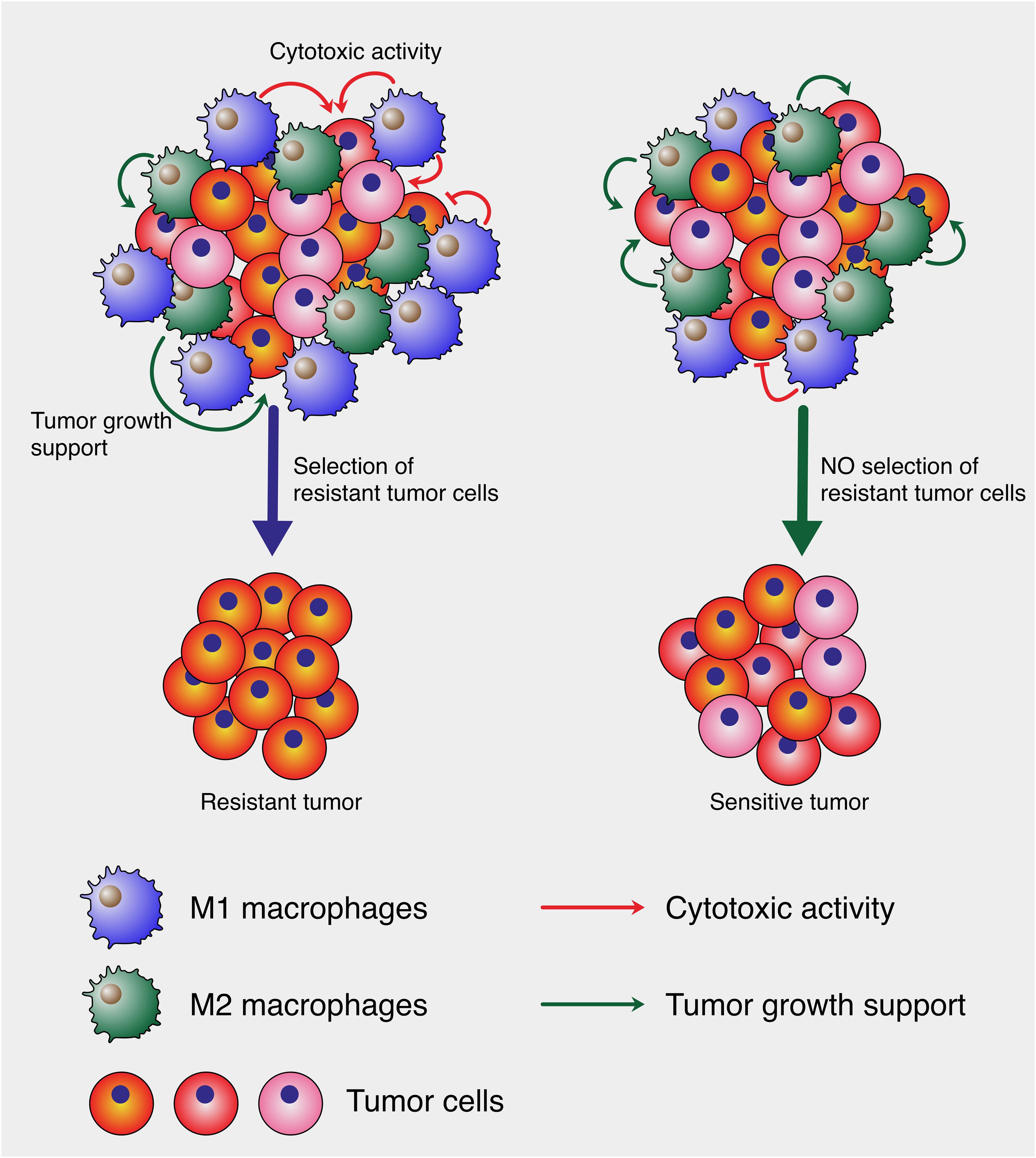 Illustration of macrophage and tumor cell interactions. M1 macrophages (blue) indicate cytotoxic activity (red arrows), while M2 macrophages (green) support tumor growth (green arrows). Left: Selection of resistant tumor cells leads to a resistant tumor. Right: No selection results in a sensitive tumor. Key identifies M1 and M2 macrophages, tumor cells, cytotoxic activity, and tumor growth support.