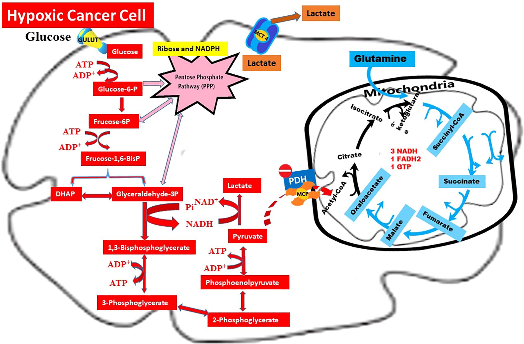 Diagram of metabolic pathways in a hypoxic cancer cell, showing glycolysis and the citric acid cycle. Glucose enters via GLUT1, undergoes glycolysis, producing lactate. Key enzymes and intermediates like glucose-6-phosphate, ribose and NADPH from the pentose phosphate pathway, and pyruvate are highlighted. The citric acid cycle in mitochondria includes inputs from glutamine and results in the production of NADH, FADH₂, and GTP.