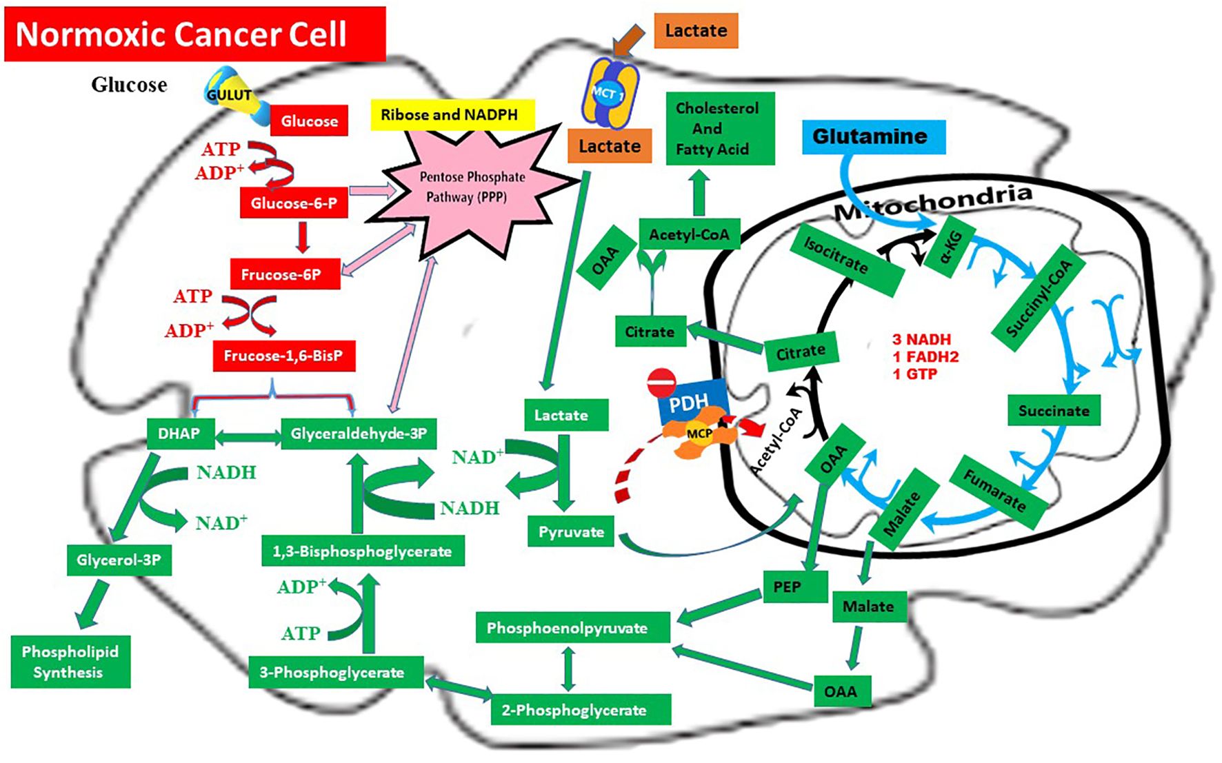Diagram of glucose metabolism in a normoxic cancer cell. It depicts pathways including glycolysis, the pentose phosphate pathway, and the Krebs cycle in mitochondria. Key molecules like glucose, lactate, citrate, and glutamine are shown. ATP, ADP, NADH, and NADPH are involved in various reactions. The diagram highlights processes such as phospholipid synthesis, cholesterol and fatty acid synthesis, and indicates the production of NADH, FADH2, and GTP in the Krebs cycle.