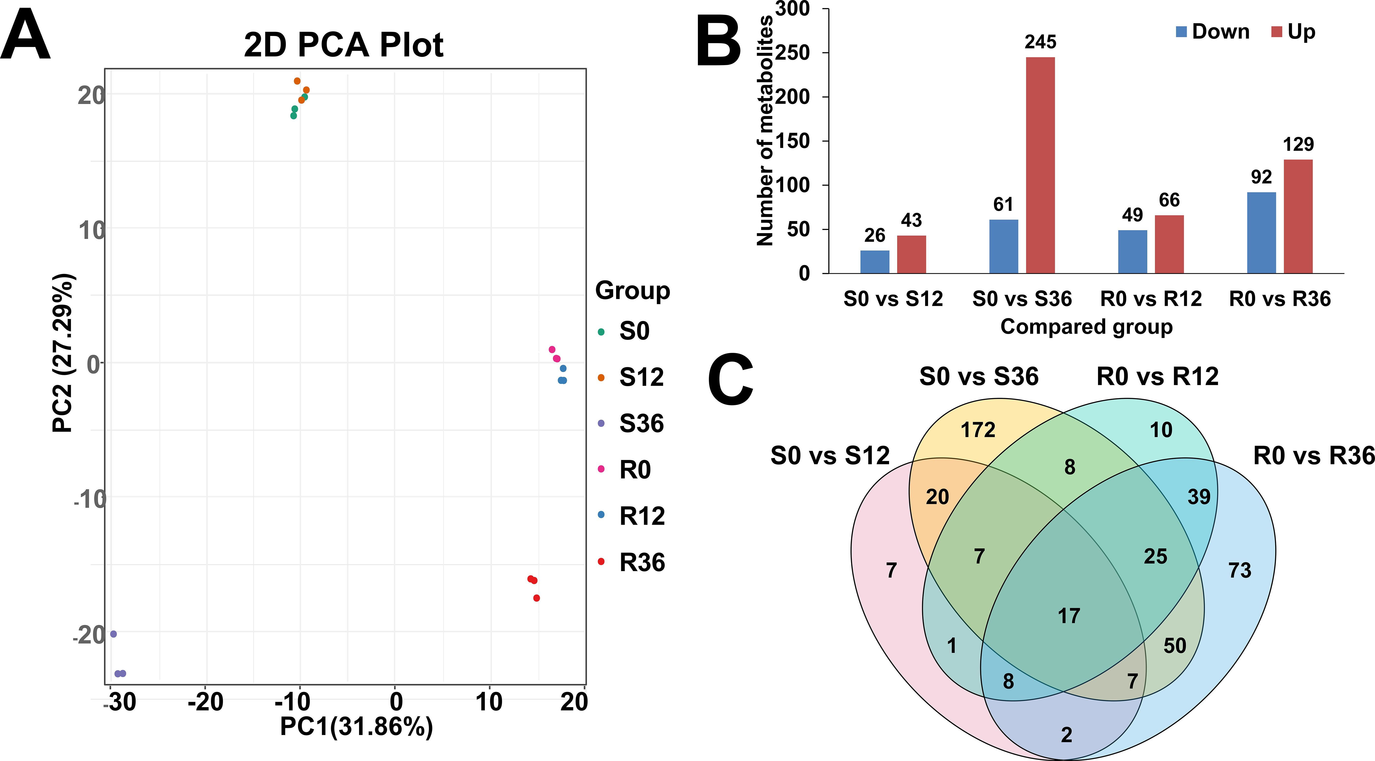Three-part image: A) 2D PCA plot differentiating groups S0, S12, S36, R0, R12, and R36. B) Bar graph showing up and down metabolites in compared groups, with S0 vs S36 having the highest upregulation. C) Venn diagram describing shared and unique metabolites across group comparisons: S0 vs S12, S0 vs S36, R0 vs R12, and R0 vs R36.