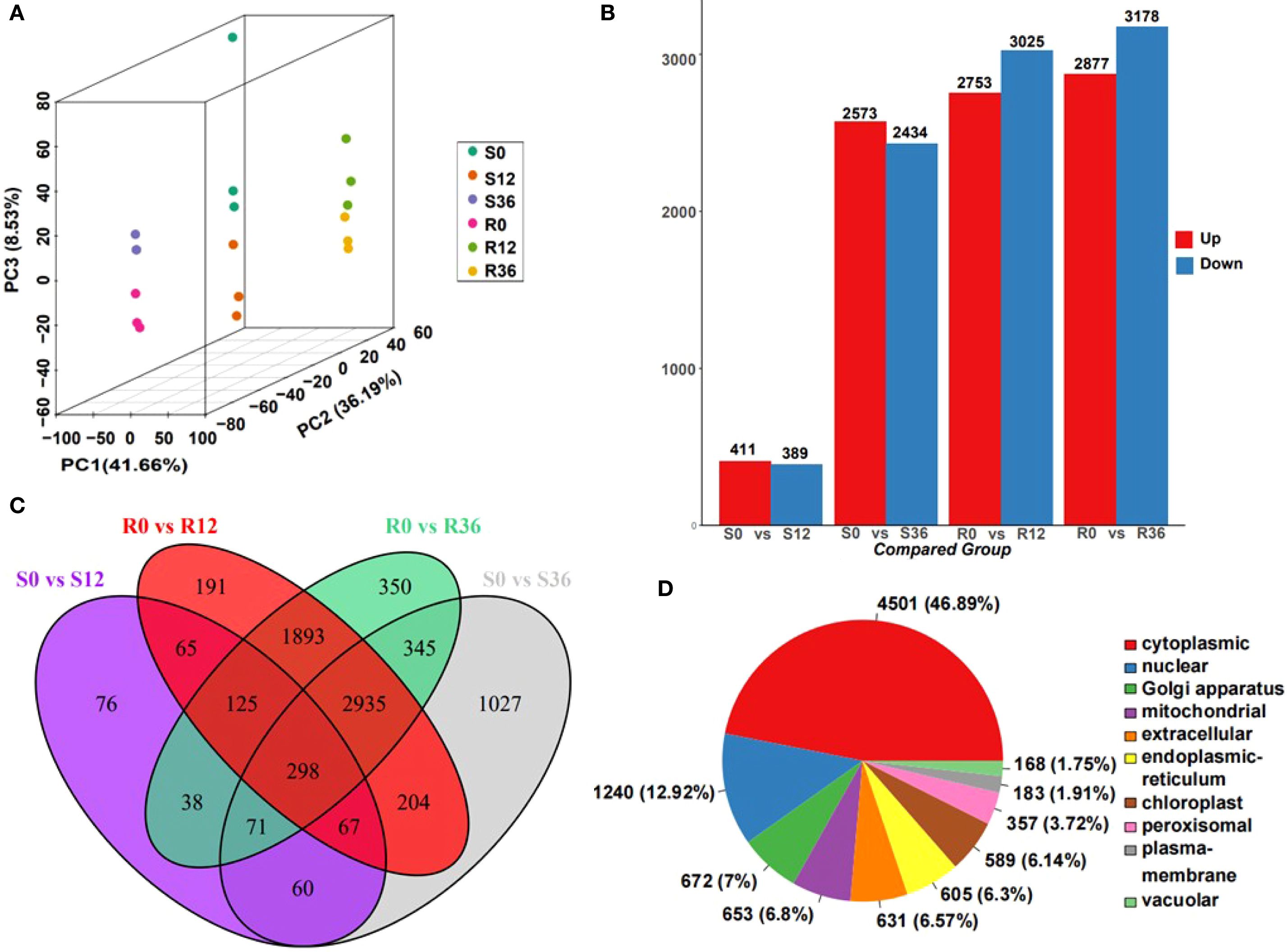 Panel A shows a 3D PCA plot with six groups (S0, S12, S36, R0, R12, R36) indicating variance distribution among them. Panel B is a bar graph comparing gene expression changes; “Up” is shown in red and “Down” in blue, across five group comparisons. Panel C is a Venn diagram displaying shared and unique gene counts among four group comparisons (S0 vs S12, S0 vs S36, R0 vs R12, R0 vs R36). Panel D is a pie chart illustrating the subcellular localization distribution of proteins, with percentages and categories like cytoplasmic and nuclear.