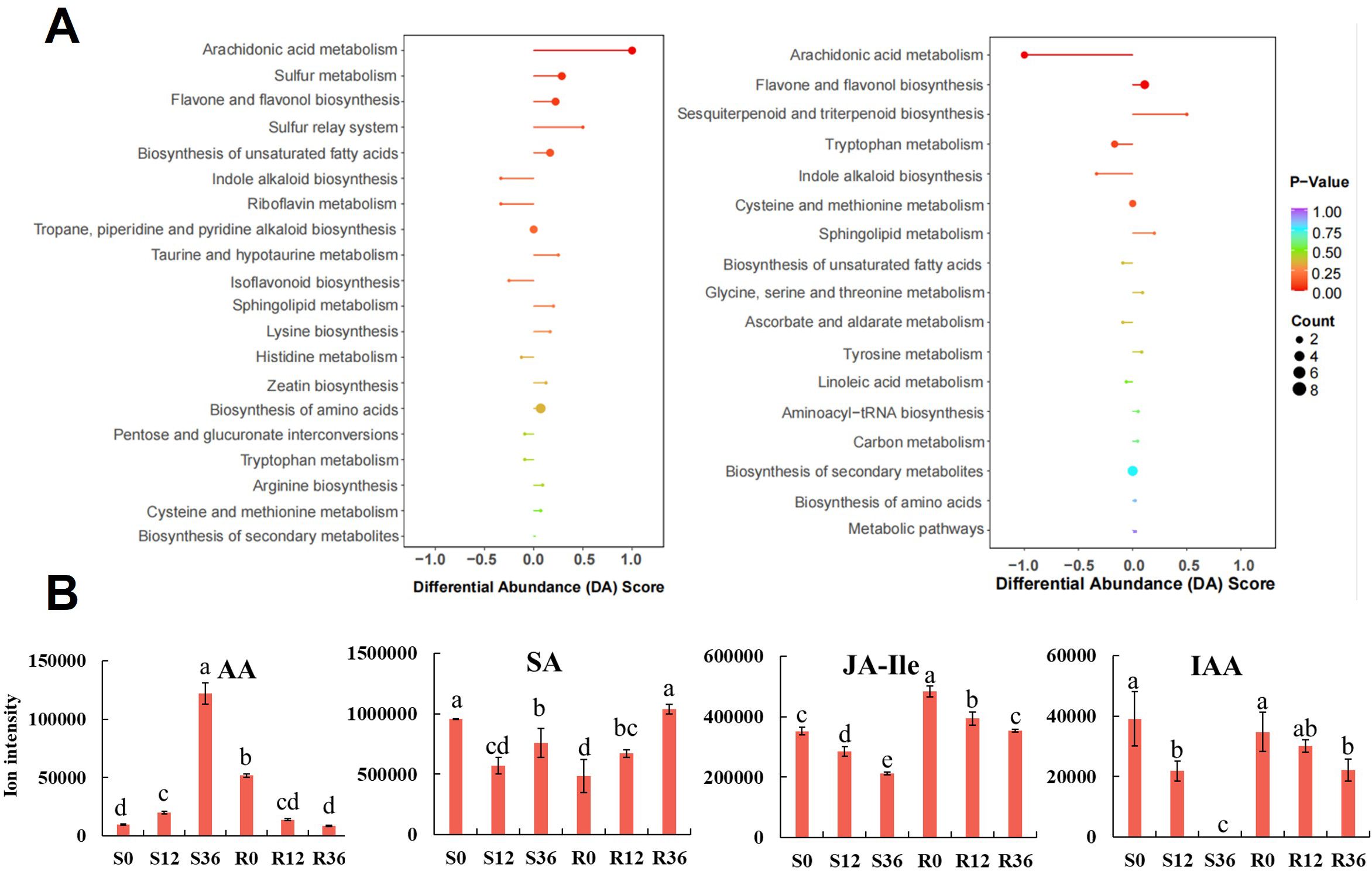 Top graph shows differential abundance scores for various metabolic pathways with different colored markers indicating p-values and sizes representing counts. Bottom graphs display bar charts of metabolite levels (AA, SA, JA-Ile, IAA) across samples labeled S0, S12, S36, R0, R12, R36. Error bars indicate variability.