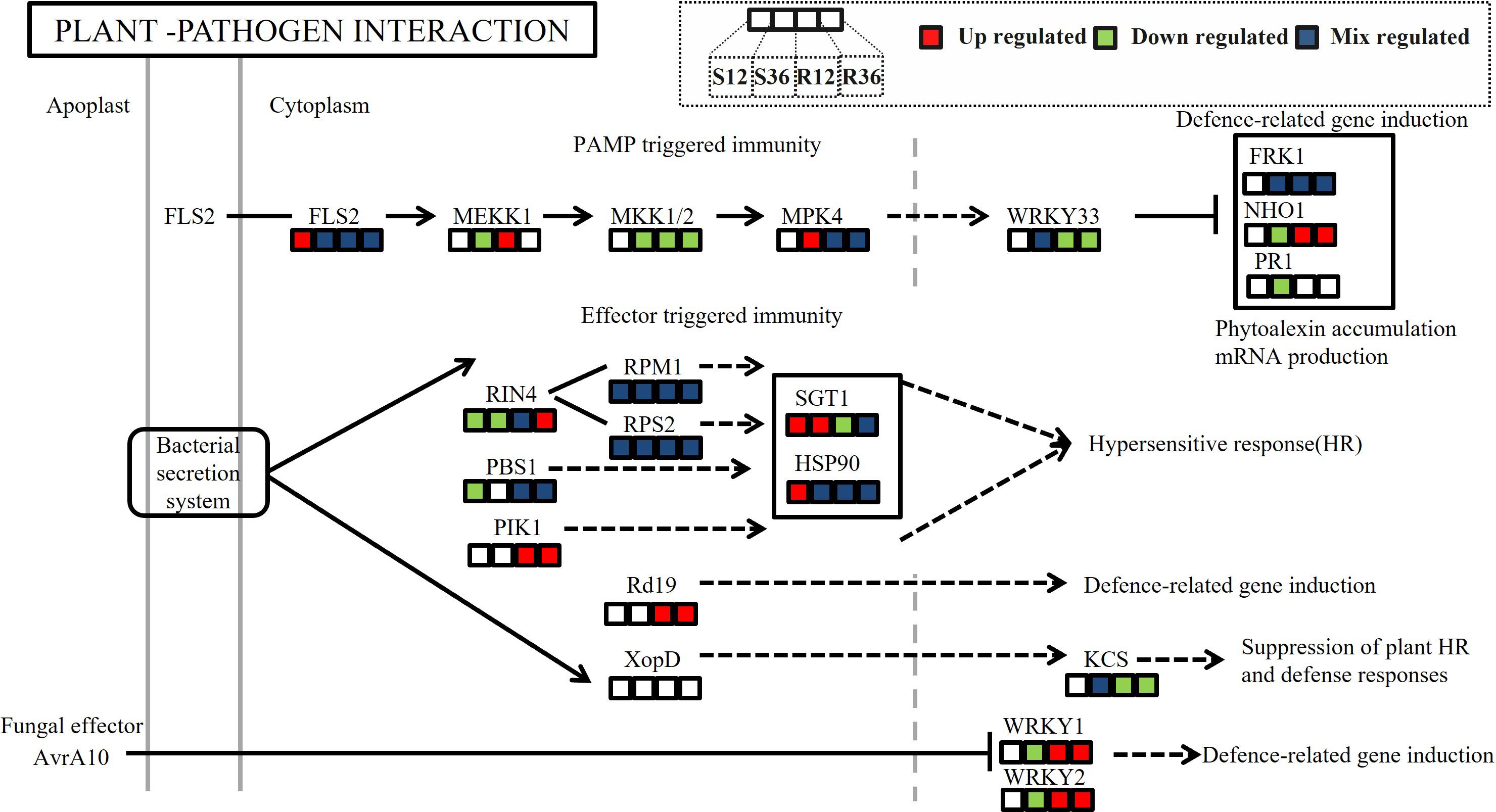 Flowchart illustrating plant-pathogen interaction pathways. It depicts pathogen-associated molecular pattern (PAMP) triggered immunity and effector triggered immunity, featuring components like FLS2, MEKK1, and NPR1. Connections indicate processes like defense gene induction, hypersensitive response, and phytoalexin accumulation. The chart includes a bacterial secretion system and highlights proteins such as RIN4, RPM1, SGT1, and HSP90 in effector pathways, showing interactions and responses leading to plant defense mechanisms.